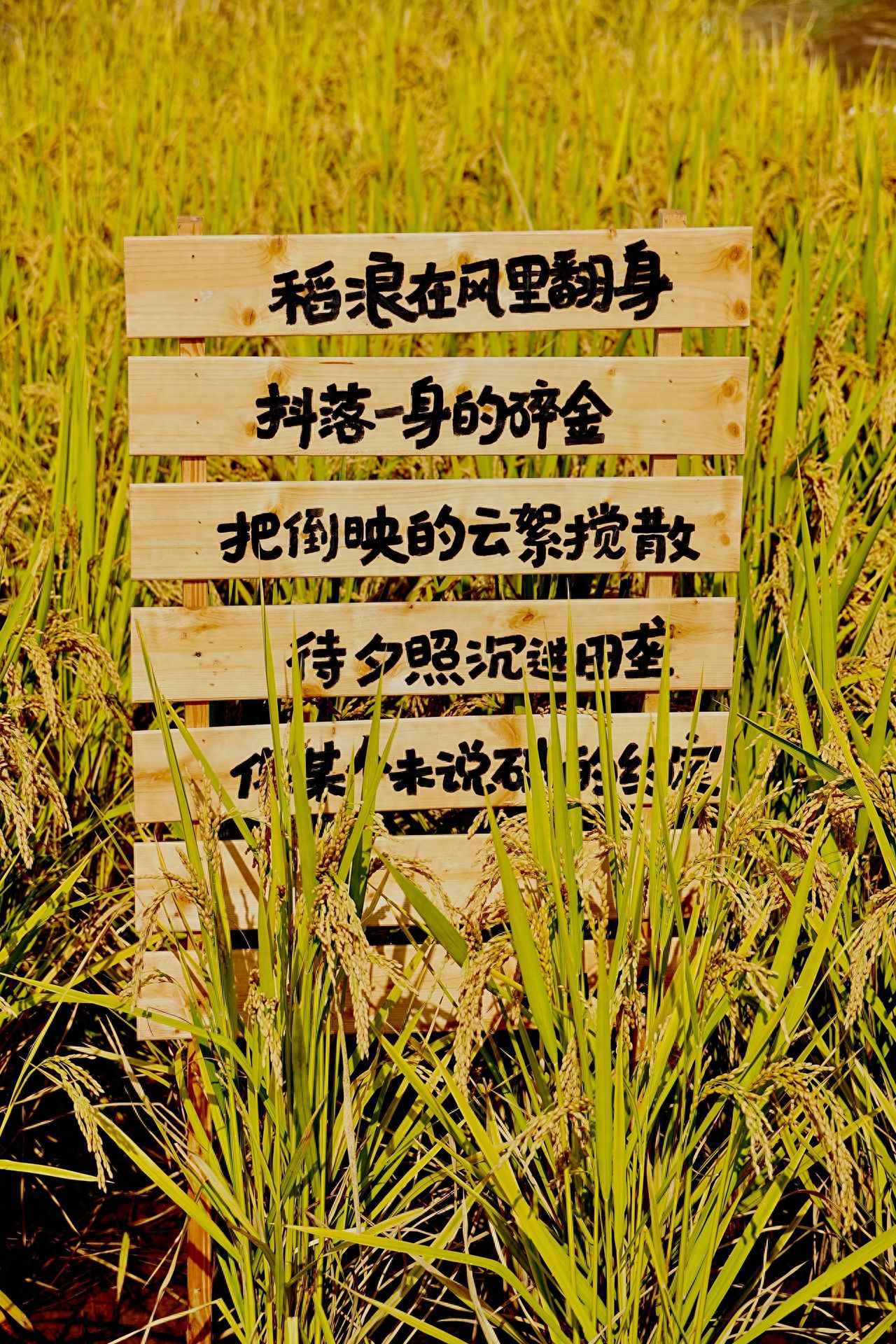 Photo by Beijing Wenyu River Park - Paddy Fields and Wooden Signs