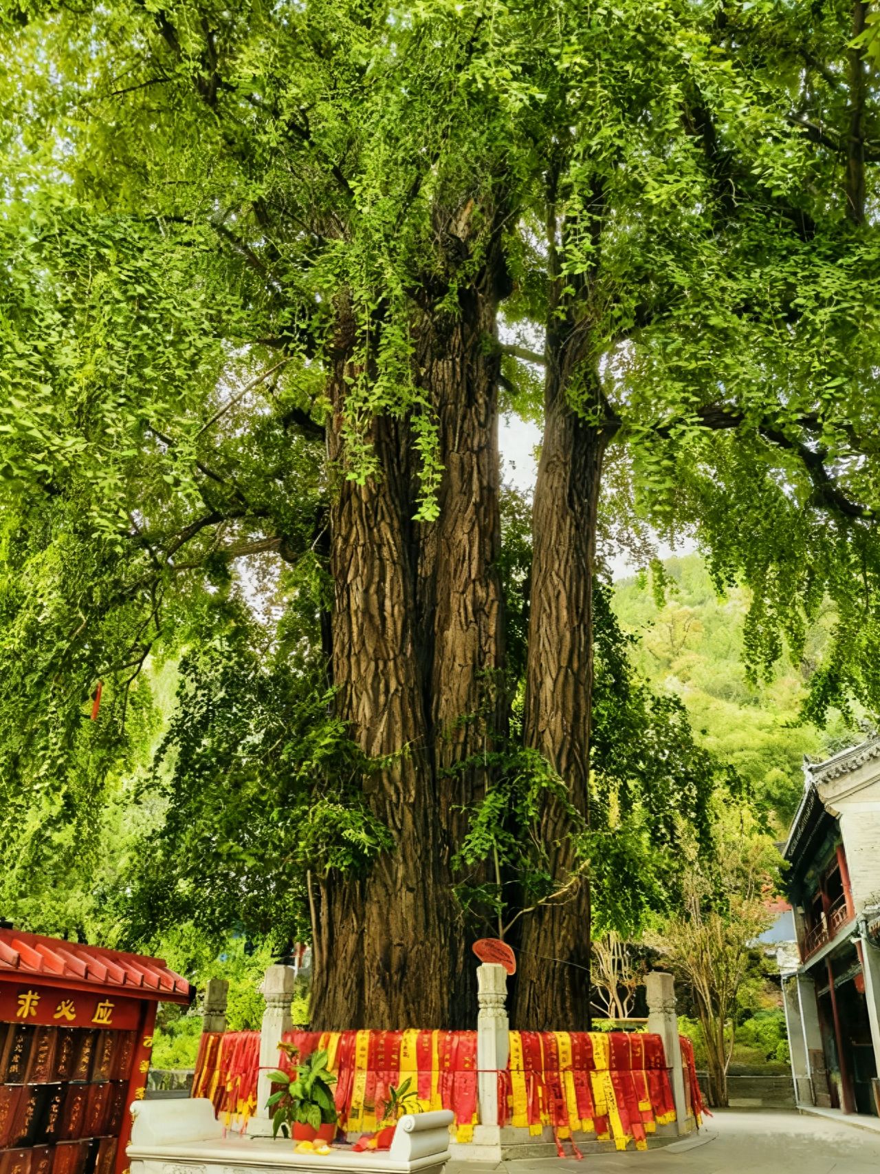 Photo by Tanzhe Temple - Imperial Tree and Architecture