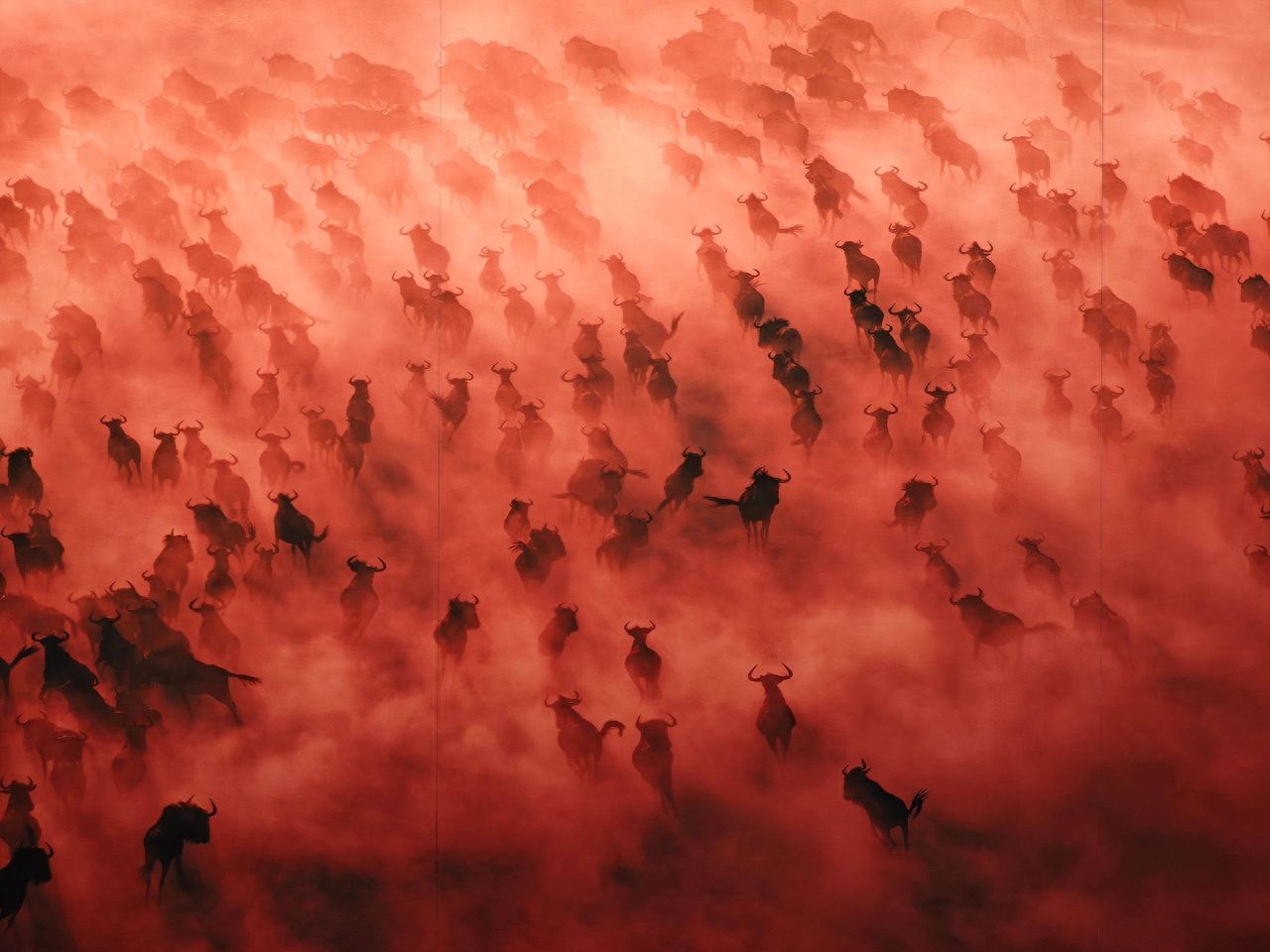 Photo by Roc Red Photography Art Museum - Red Cattle Series