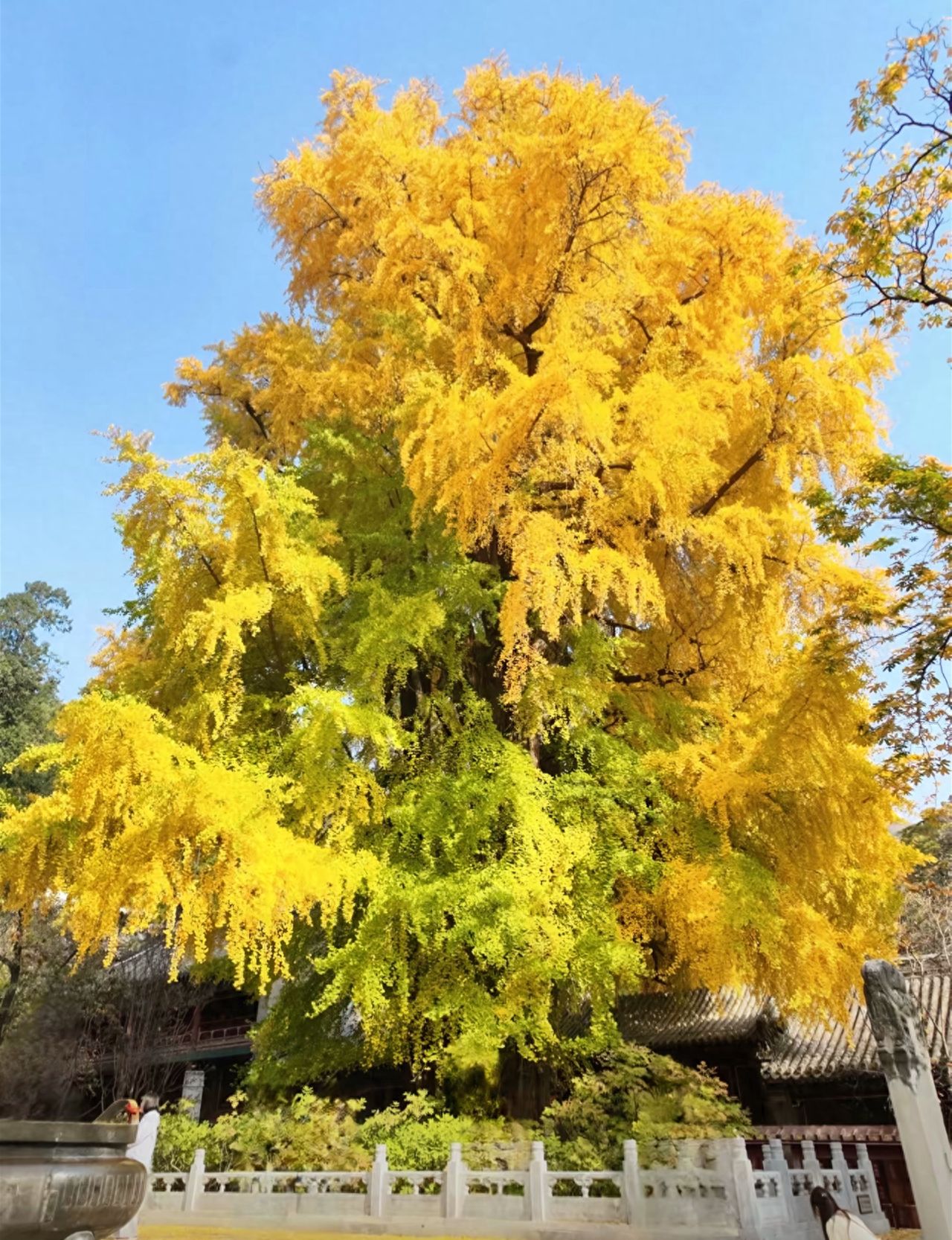 Photo by Tanzhe Temple - The imperial tree and temple architecture in front of the Mahavira Hall