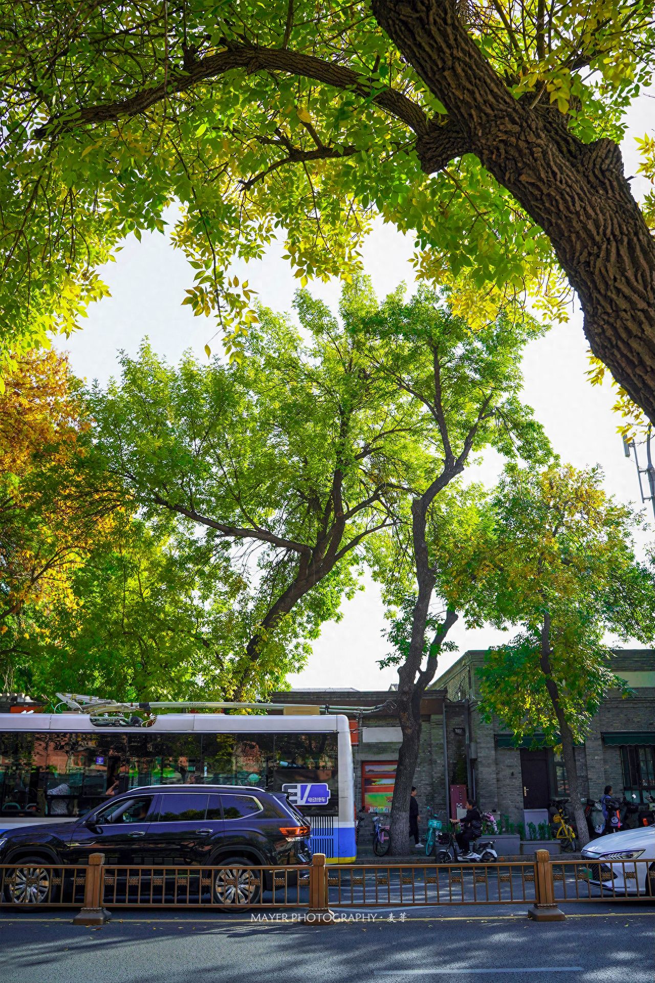 Photo by Beijing Wusi Street - Fraxinus chinensis