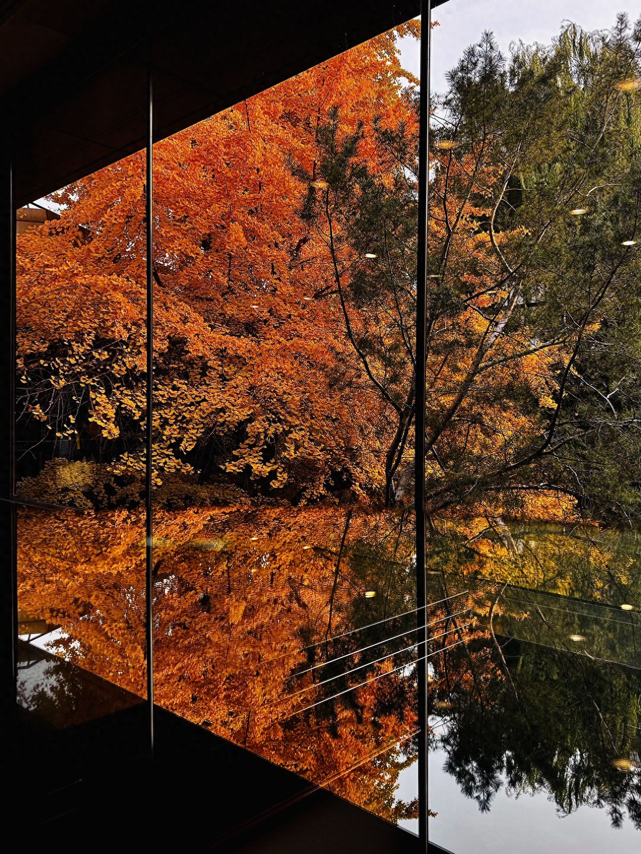 Photo by Capital Hotel B Building - Reflection of Ginkgo Trees on Glass Windows