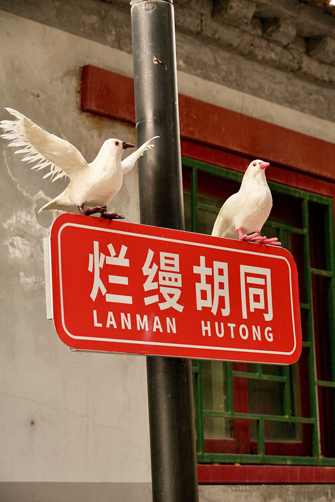 Photo by Lanman Hutong - Pigeon Decorated Street Signs and Ancient Architectural Windows