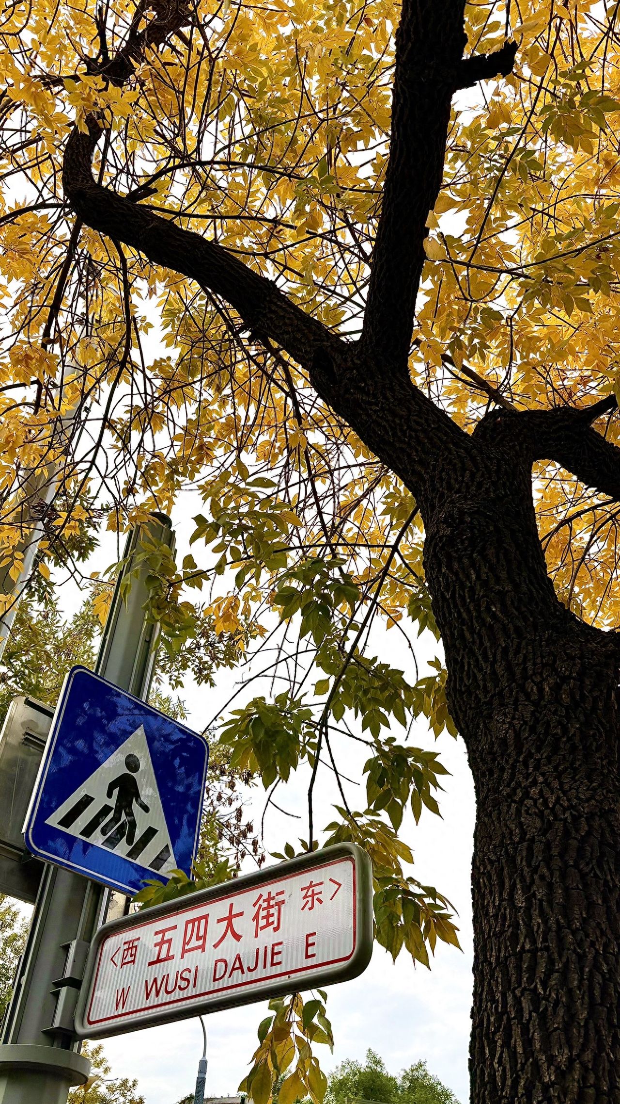 Photo by Beijing May 4th Street - road sign and big tree in the same frame