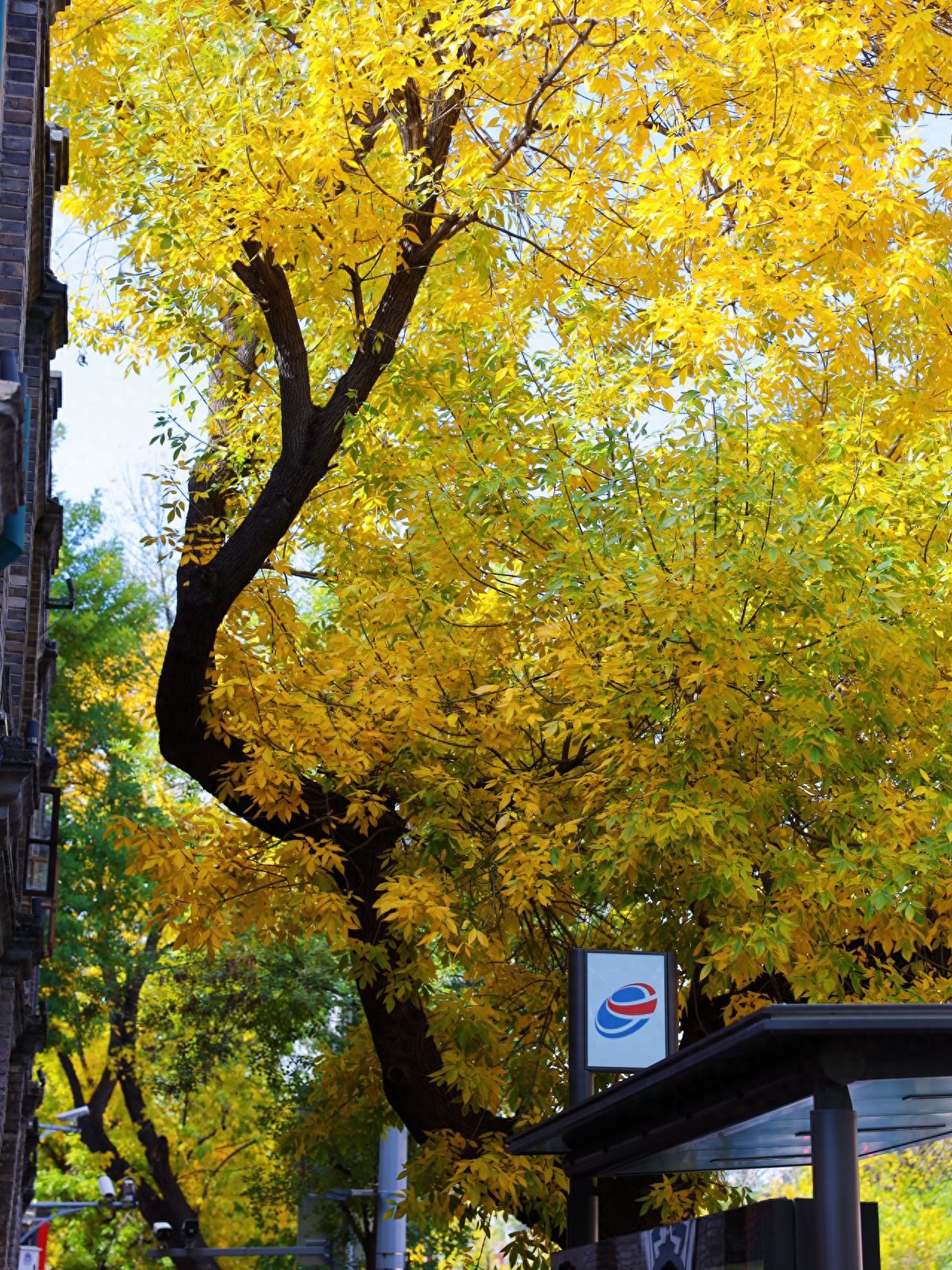 Photo by Beijing May 4th Street - winding streets, large trees, and bus stops