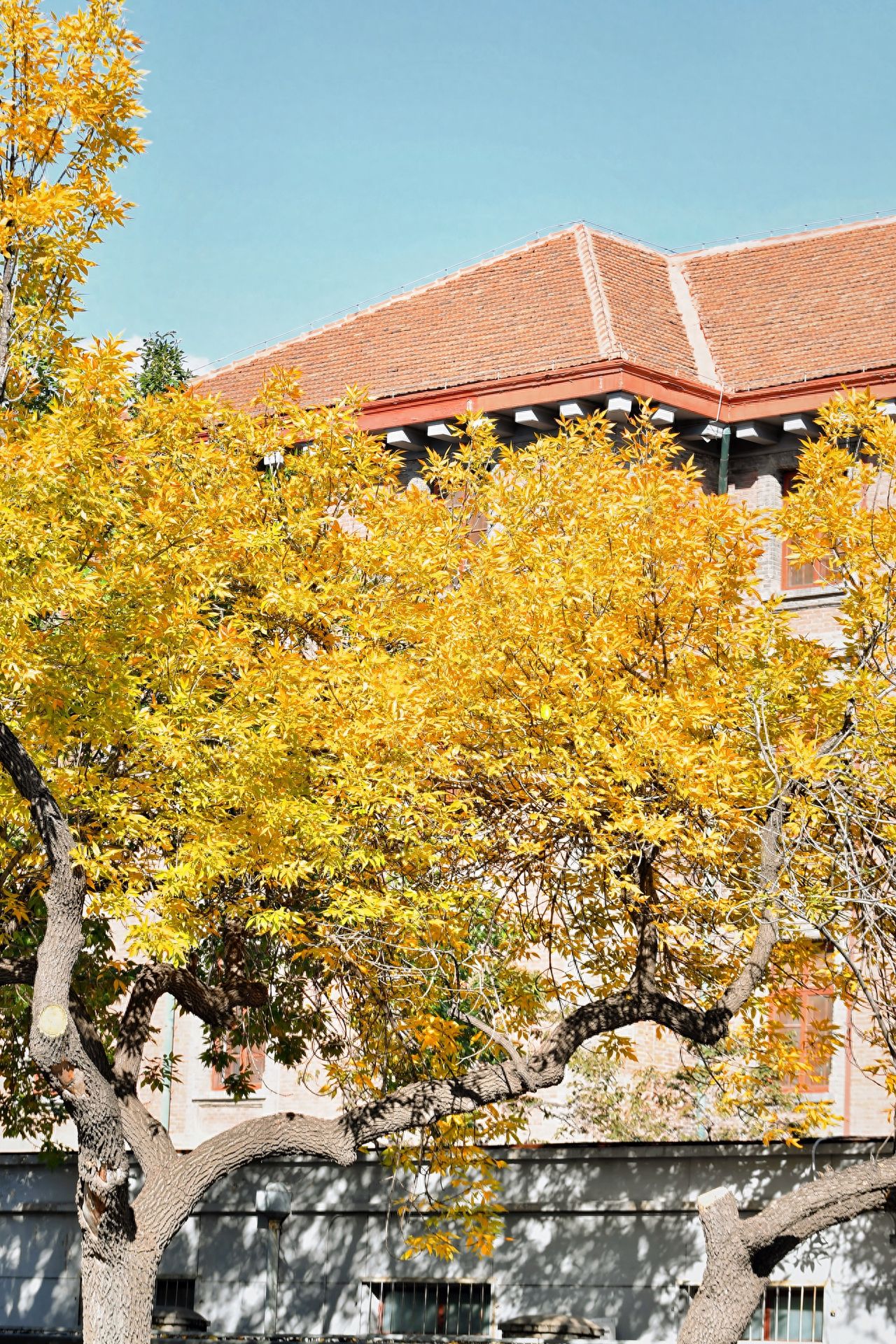 Photo by Beijing's May 4th Street - Peking University Red Building and Yellow Trees