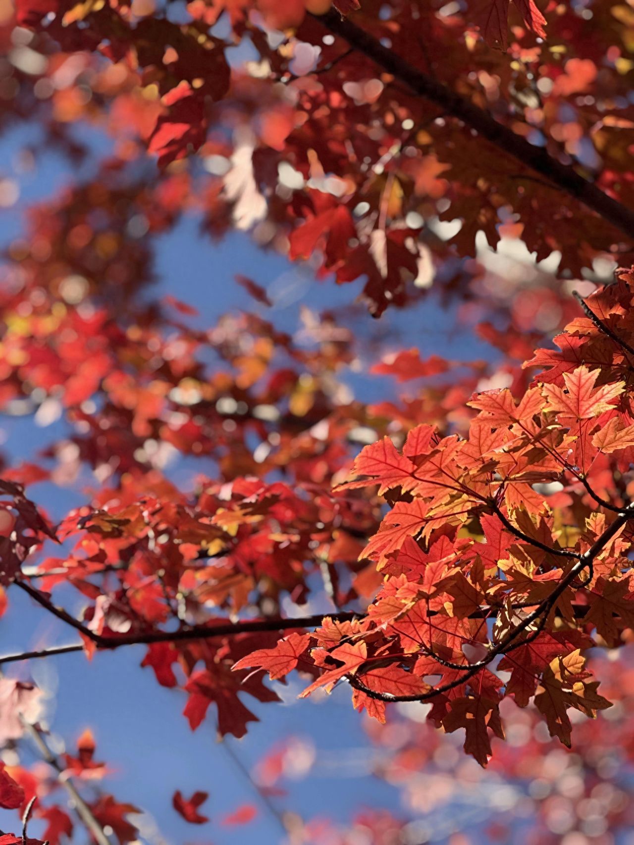 Photo by Beijing Ming City Wall Relics Park - Red Maple Leaves