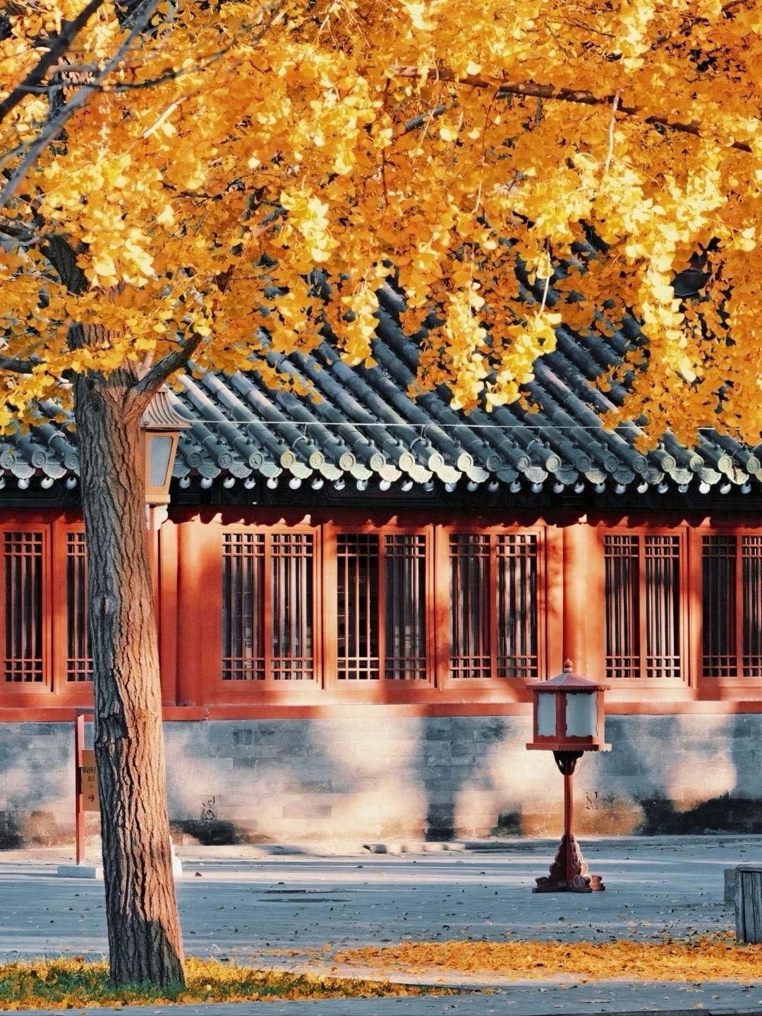 Photo by Confucius Temple and Imperial College Museum - Red Wall, Ginkgo Trees, and Palace Lanterns