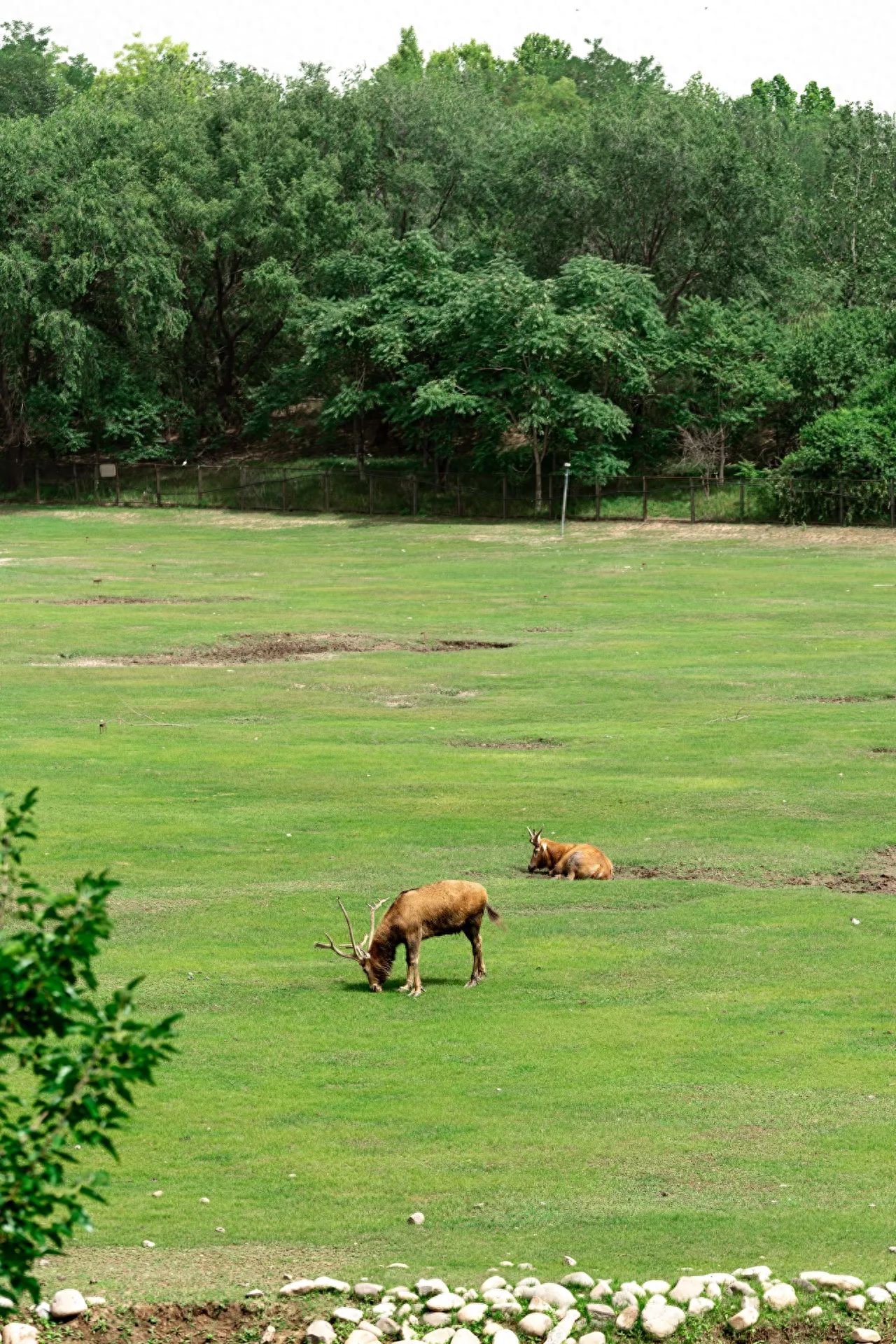 Photo by Nanhai Lake Park - Milu Deer Enclosure Lawn