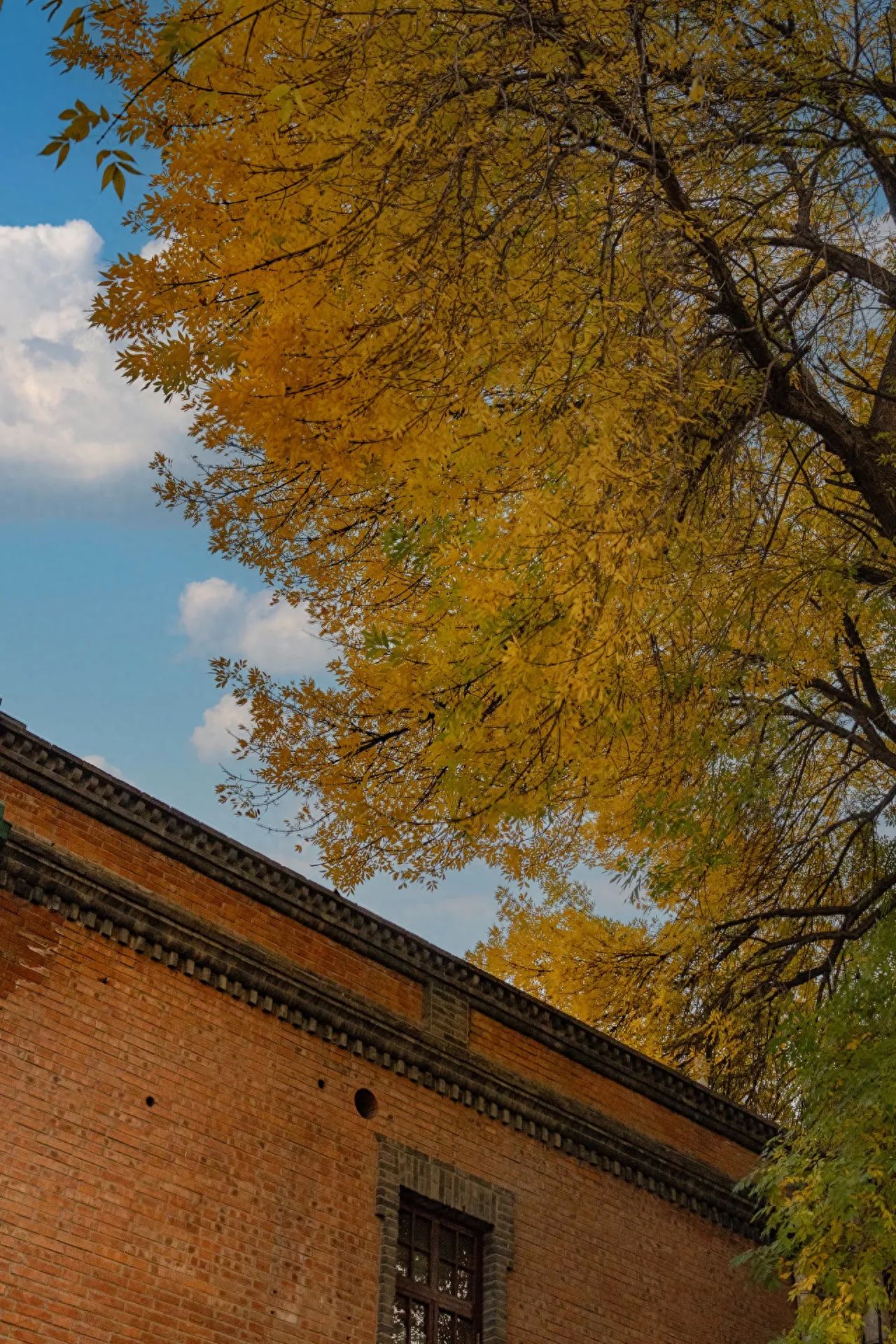 Photo by Beijing May 4th Street - Autumn Leaves on Brick Walls