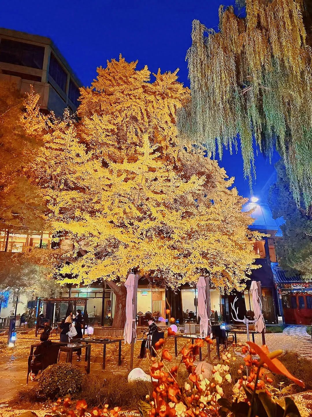 1. Perspective: Shoot from a closer position with a flat angle.
2. Composition techniques: Employ central composition and the rule of thirds.
3. Lens usage: Utilize a wide-angle lens.

1. Photography suggestion: Shoot in the morning when the sunlight is good and there are fewer people. The leaves appear golden. In the afternoon, it gets crowded and there may be queues.
2. Outfit suggestion: If someone appears in the shot, it is recommended to wear black, white, or khaki-colored coats for a simple and striking look.
3. Admission price: Free.