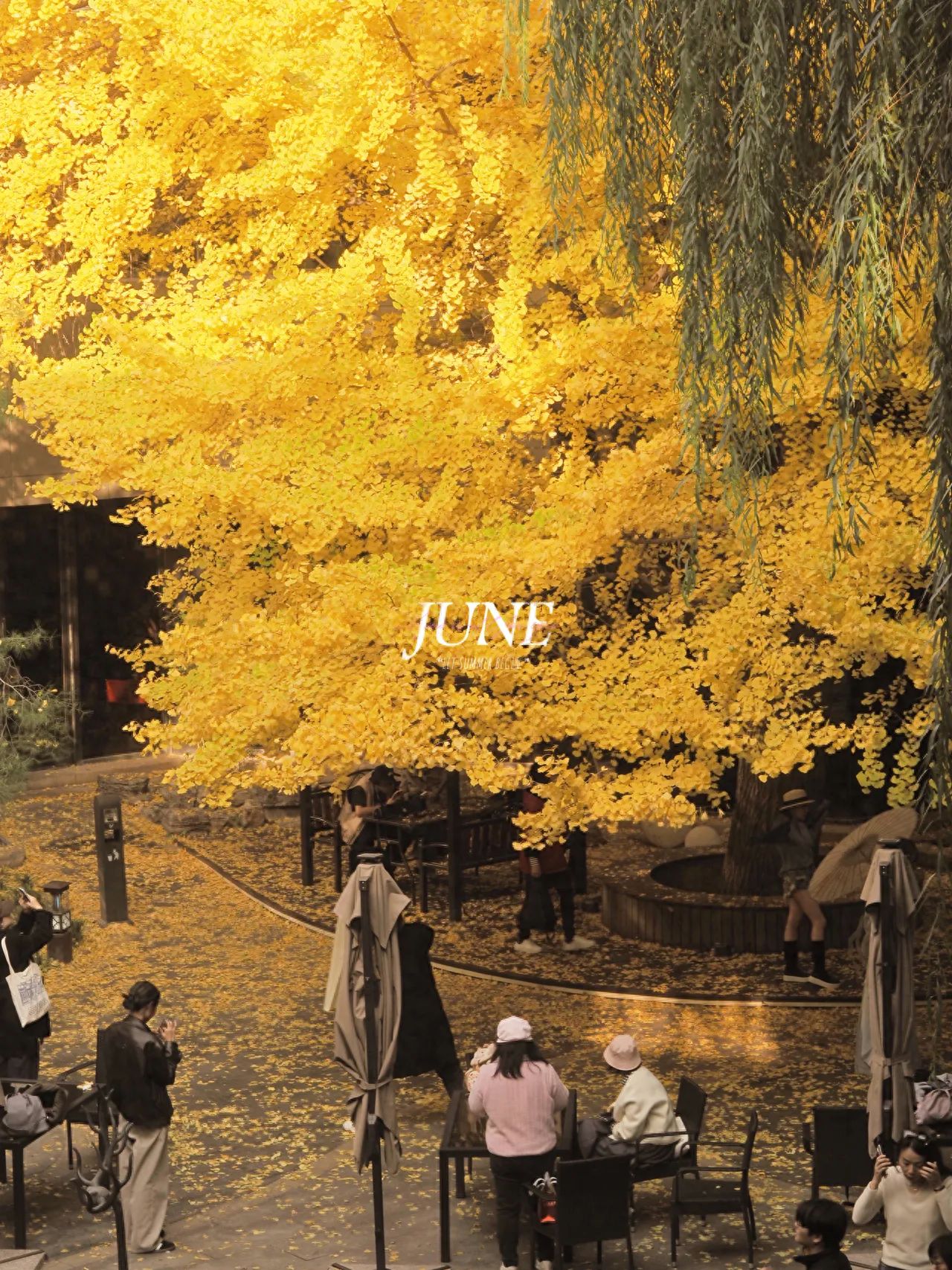1. Positioning Angle: The photographer stands slightly elevated and at a certain distance from the scene, capturing the shot from a bird's-eye view.

2. Composition Technique: The use of a foreground composition places the large golden ginkgo tree canopy in the foreground, occupying most of the upper area of the frame, creating a strong visual impact that draws the viewer's attention and adds depth to the image.

3. Lens Recommendation: A wide-angle lens captures a broader scene, including the extensive ginkgo trees, surrounding environment, and people, enhancing the sense of space in the image. It also exaggerates the ginkgo trees in the foreground, making them more prominent in the frame and strengthening the visual effect.

Shooting Time: Midday to 16:00 (4:00 PM) when there are relatively fewer people.