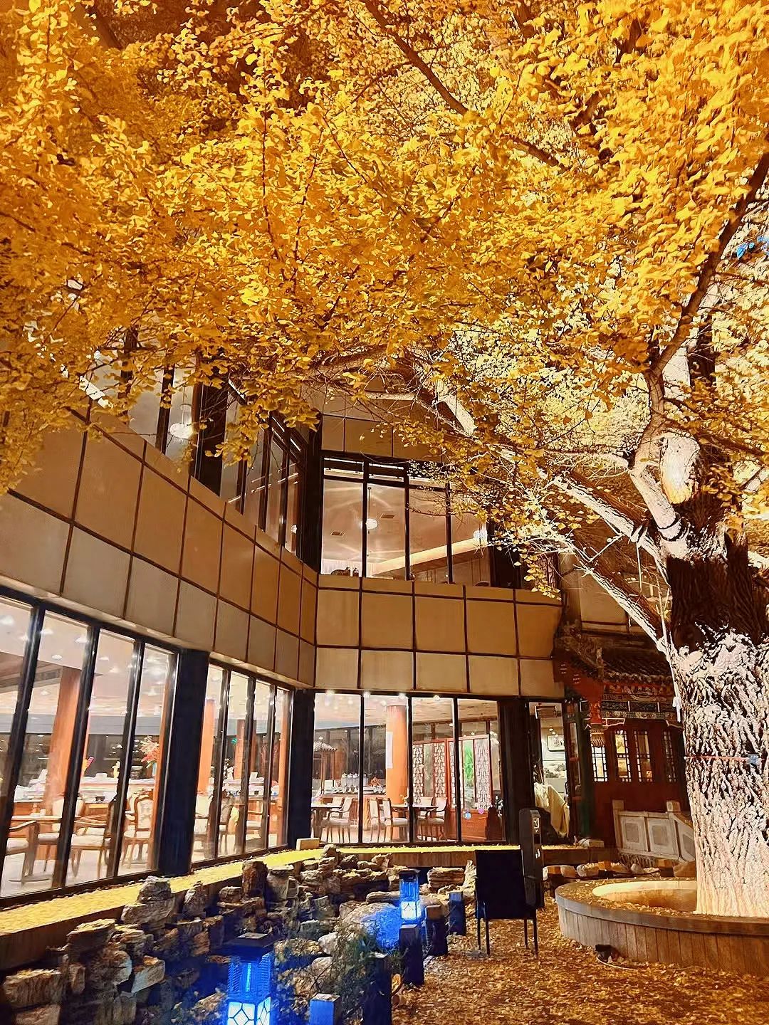 1. Positioning Perspective: The photographer stands in a relatively open spot within the courtyard, on one side of the ginkgo tree, capturing the scene from a combination of a low-angle view looking up and a level perspective.

2. Framing Composition: The trunk of the ginkgo tree creates a distinct vertical line that extends from the bottom of the frame upwards. The architectural windows and framework structures within the courtyard form multiple frames through which the scenery inside the courtyard can be seen.

3. Lens Recommendation: A wide-angle lens is suggested, which can also exaggerate the contrast between the foreground and background, highlighting the main subject.

1. Shooting Time: It is recommended to shoot in the morning when the sunlight is good and there are fewer people. The leaves are golden and bright. In the afternoon, the crowd increases and there may be queues.

2. Dressing Recommendation: Suggest wearing black, white, or khaki-colored coats, which are simple and photogenic.
