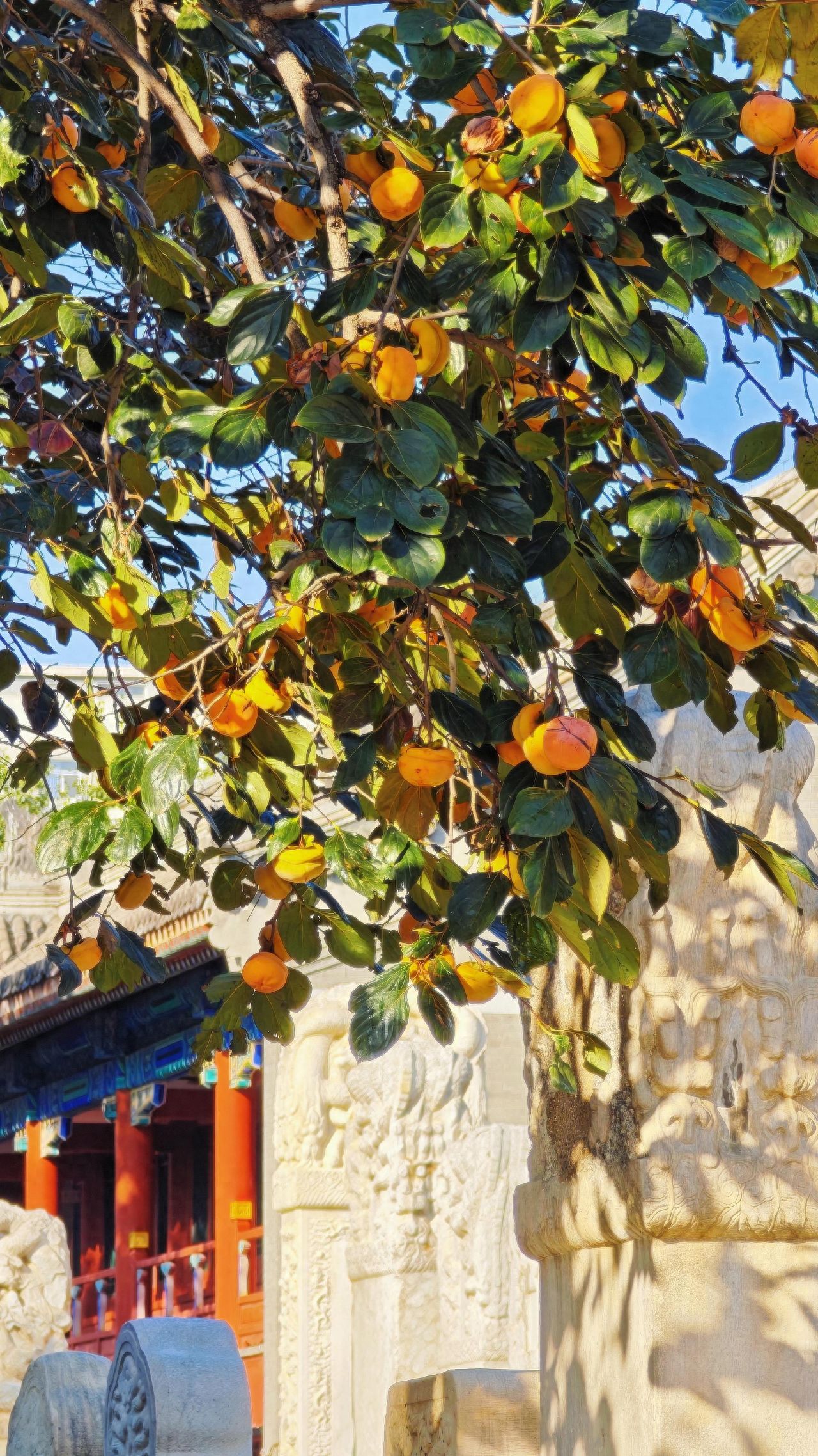Photo by Beijing Stone Carving Art Museum - Persimmon Trees and Red Wall Architecture