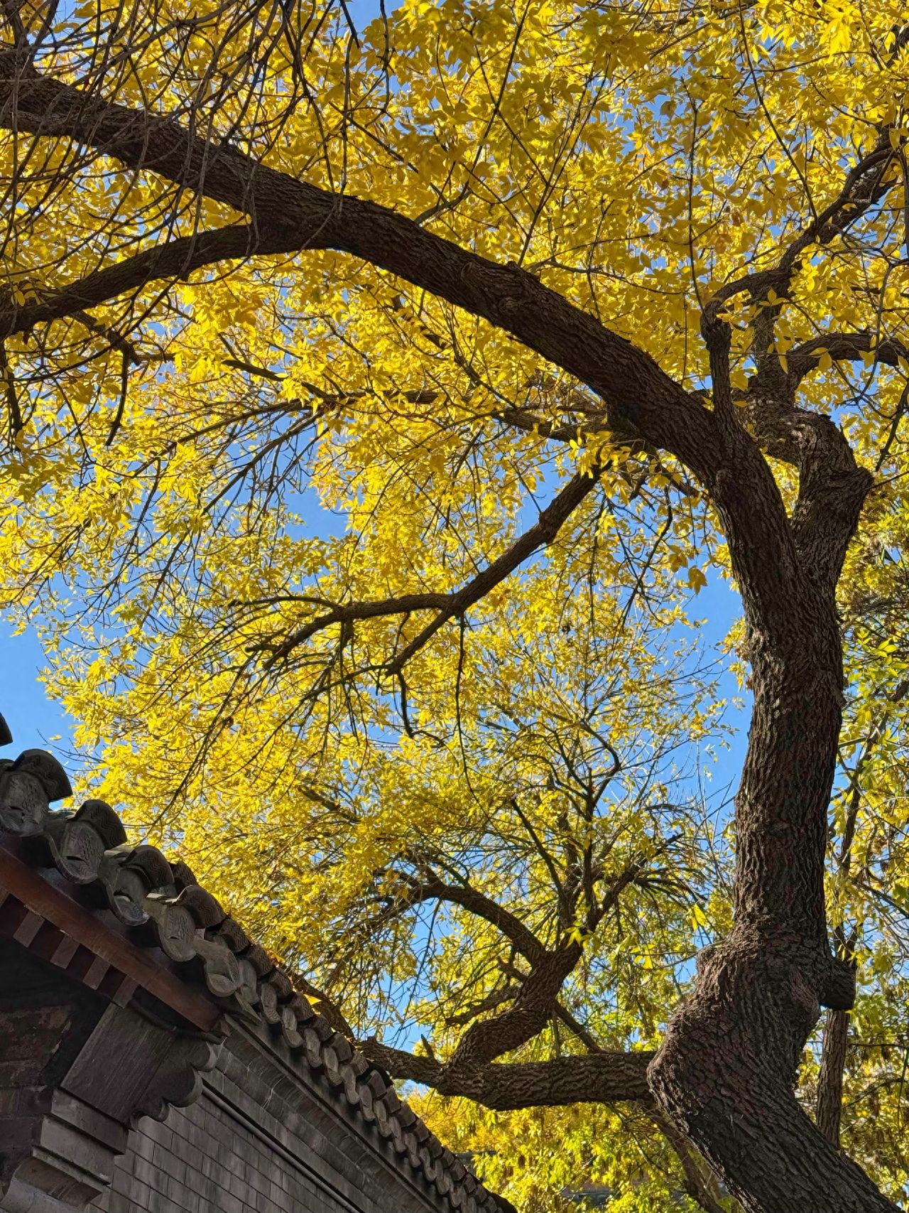 Photo by Changchun Hall Seasonal Beverages (Peking University Red Building) - Fraxinus chinensis