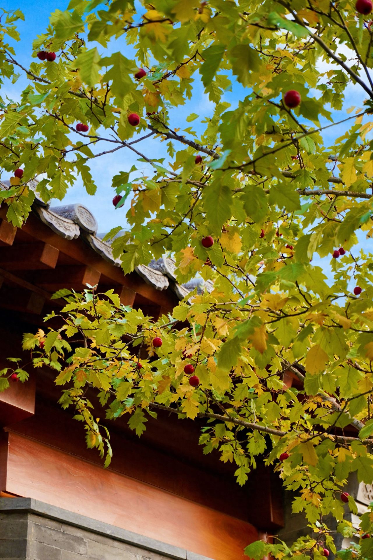 Photo by Beijing May 4th Street - Tree Branches, Fruits, and Architectural Eaves