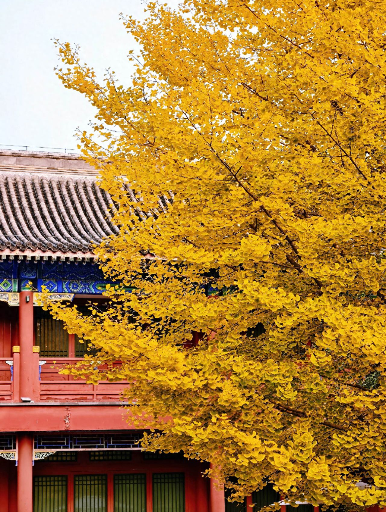 Photo by Beijing Stone Carving Art Museum - Photos of Ginkgo Trees and Ancient Architectural Roofs