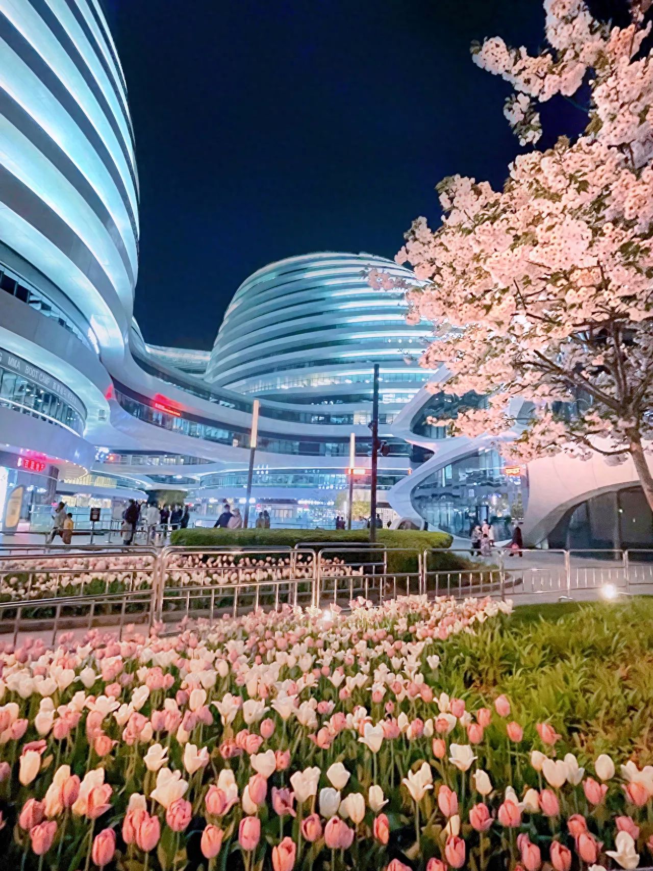 The photographer squats down to shoot, positioning the camera close to the tulip clusters with a slight upward angle to highlight the sense of depth between the foreground flowers and background architecture. A 24mm wide-angle lens or a smartphone's 1x normal focal length is recommended to capture both the flower clusters and the architectural scenery.
