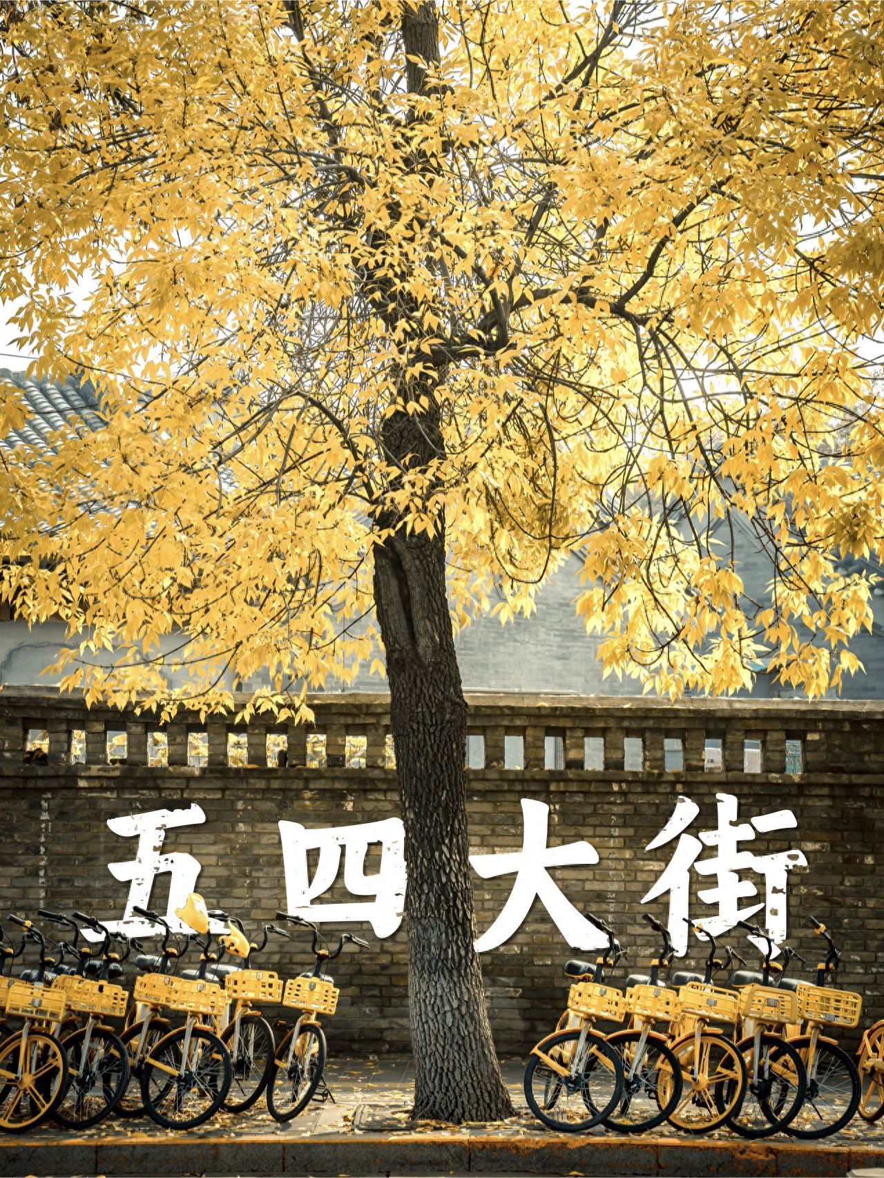 Photo by May 4th Street - Ginkgo Trees and Wall with "May 4th Street" Inscription