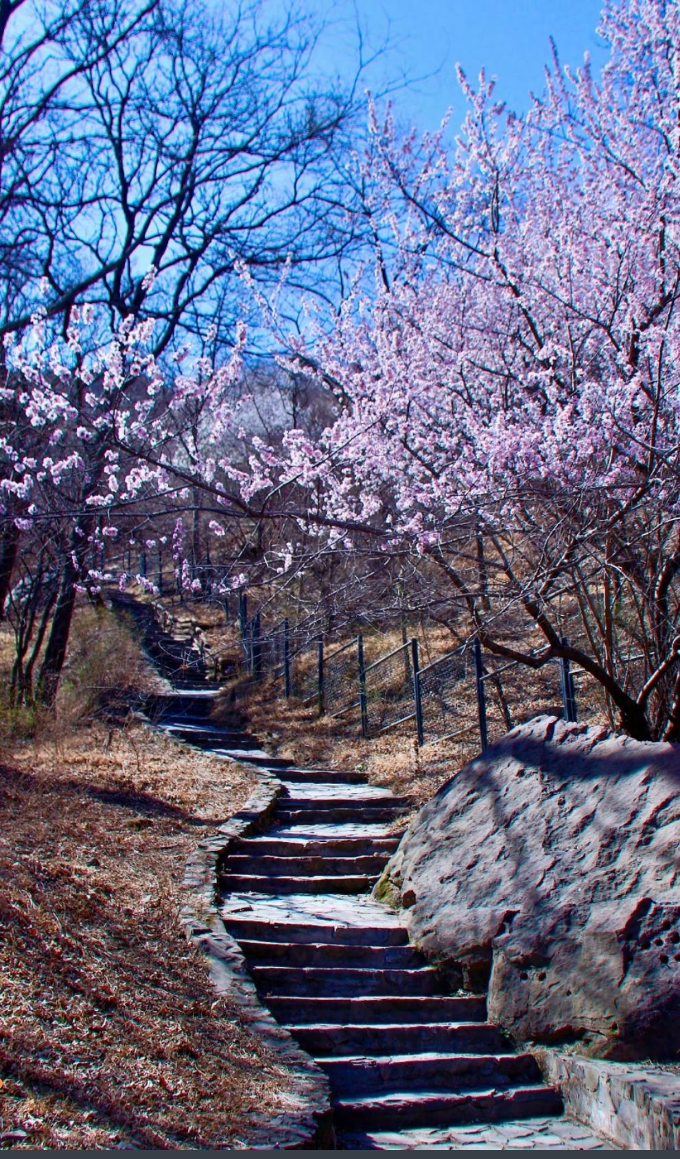 Photo by Beijing Xiangshan Park - Stone Steps Pathway and Pink Flowering Trees