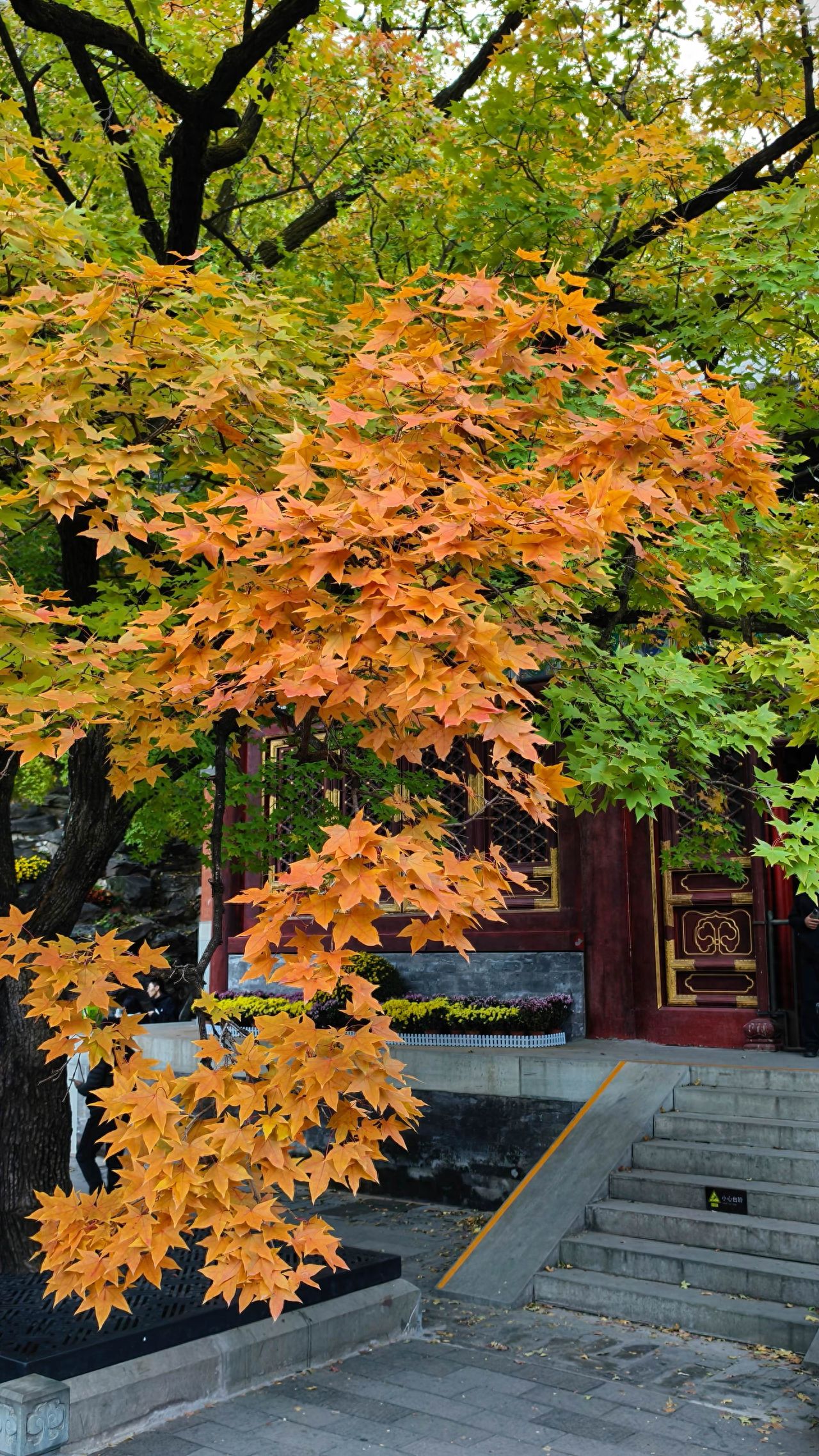 Photo by Beijing Fragrant Hills Park - Maple Trees and Traditional Chinese Ancient Architecture Stone Steps