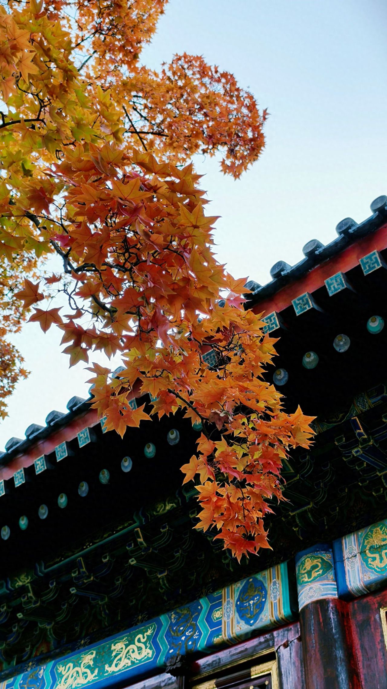 Photo by Beijing Fragrant Hills Park - Maple Leaves and Ancient Architectural Eaves