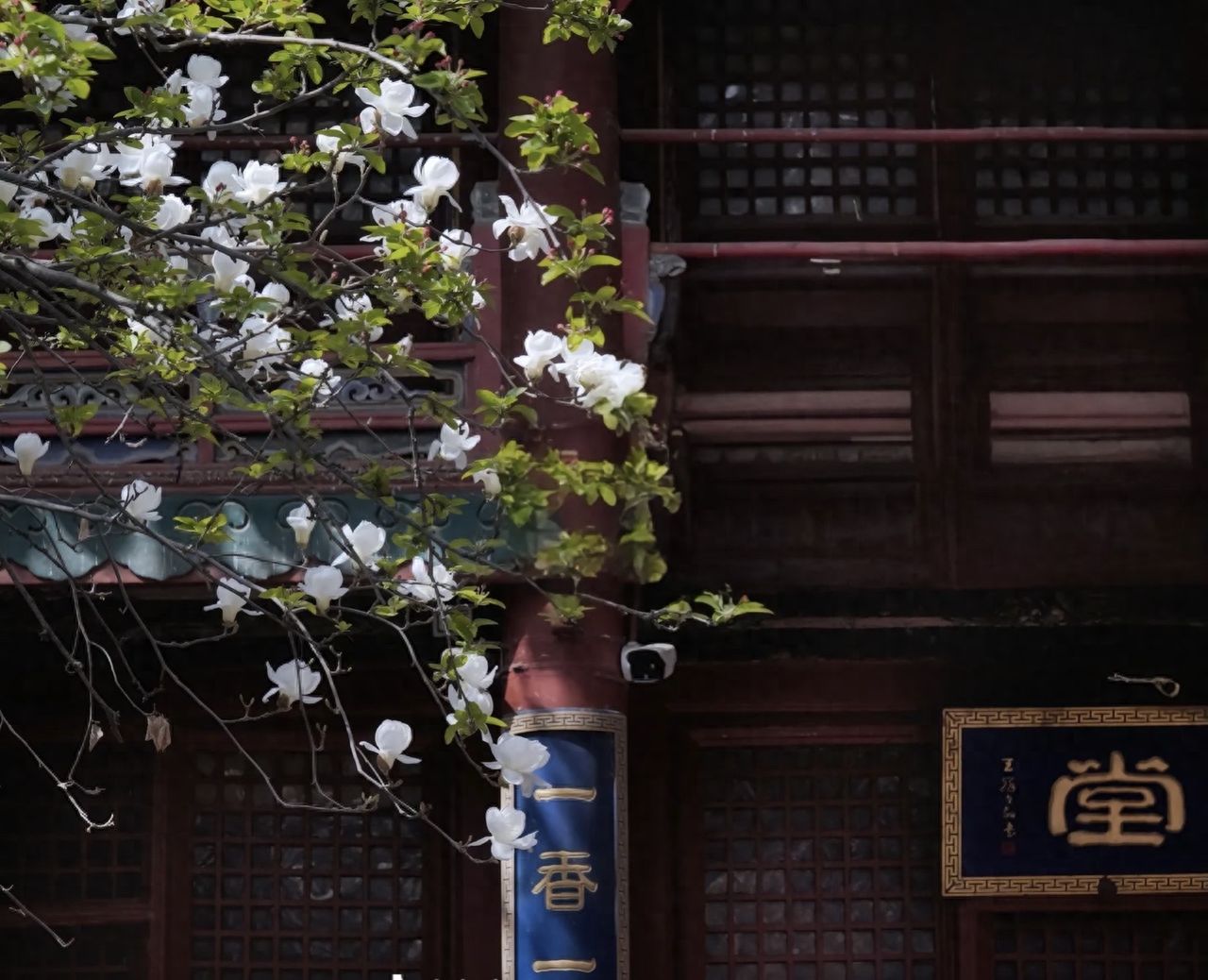 Photo by Beijing Tanzhe Temple - Magnolia Flowers and局部 Architectural Plaques
