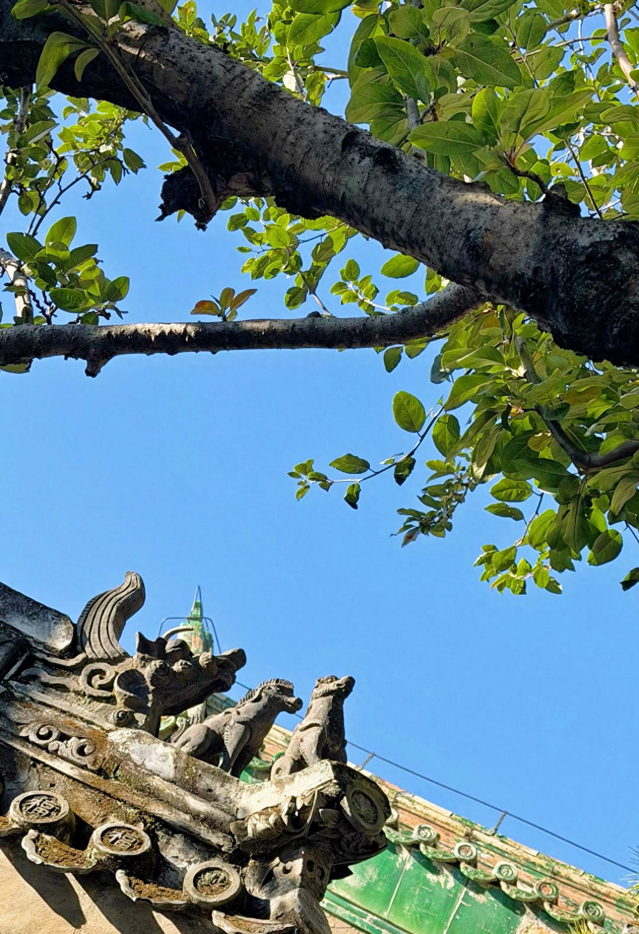 Photo by Tanzhe Temple - photographing tree branches and temple eaves ridge creatures