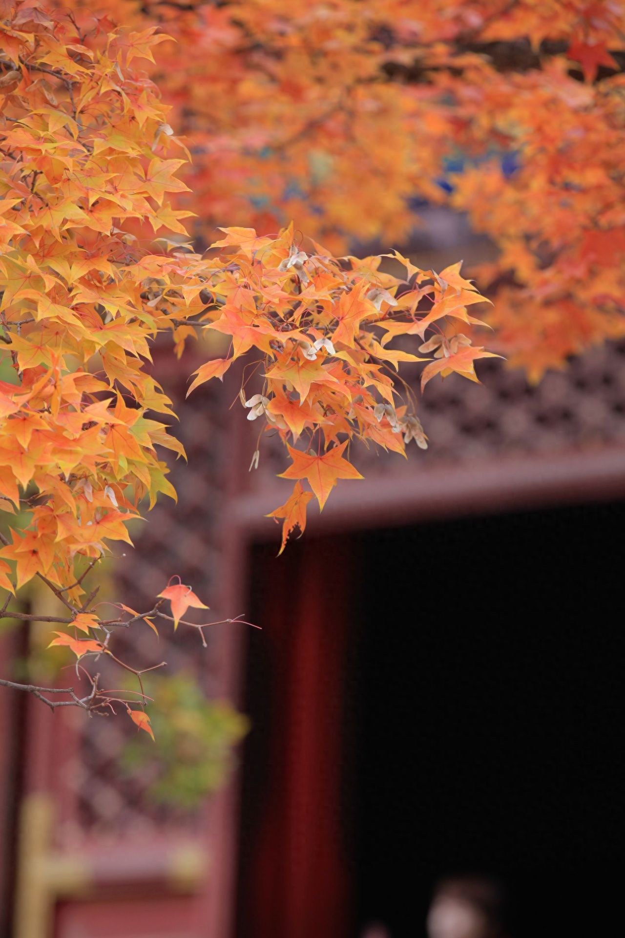 Photo by Beijing Fragrant Hills Park - Framed Entrance Detail and Foliage
