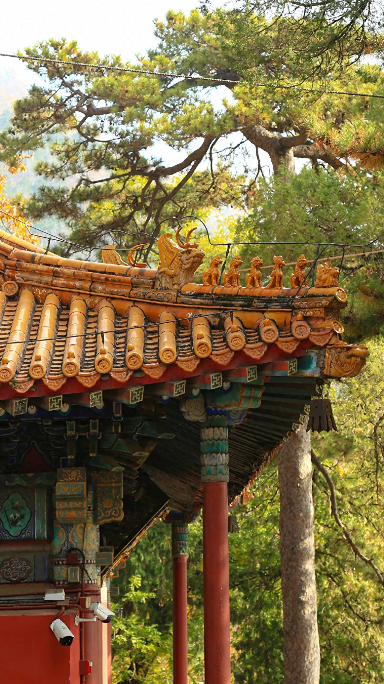 Photo by Tanzhe Temple - Temple Eaves and Pine Trees