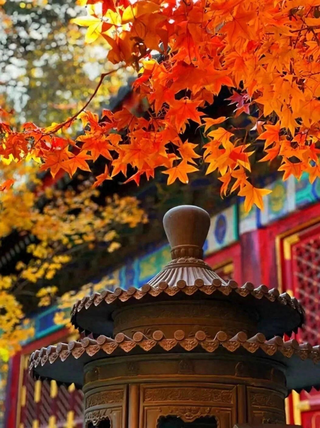 Photo by Fragrant Hills Park Jingyi Garden - Xianglu Ancient Architecture and Red Leaves