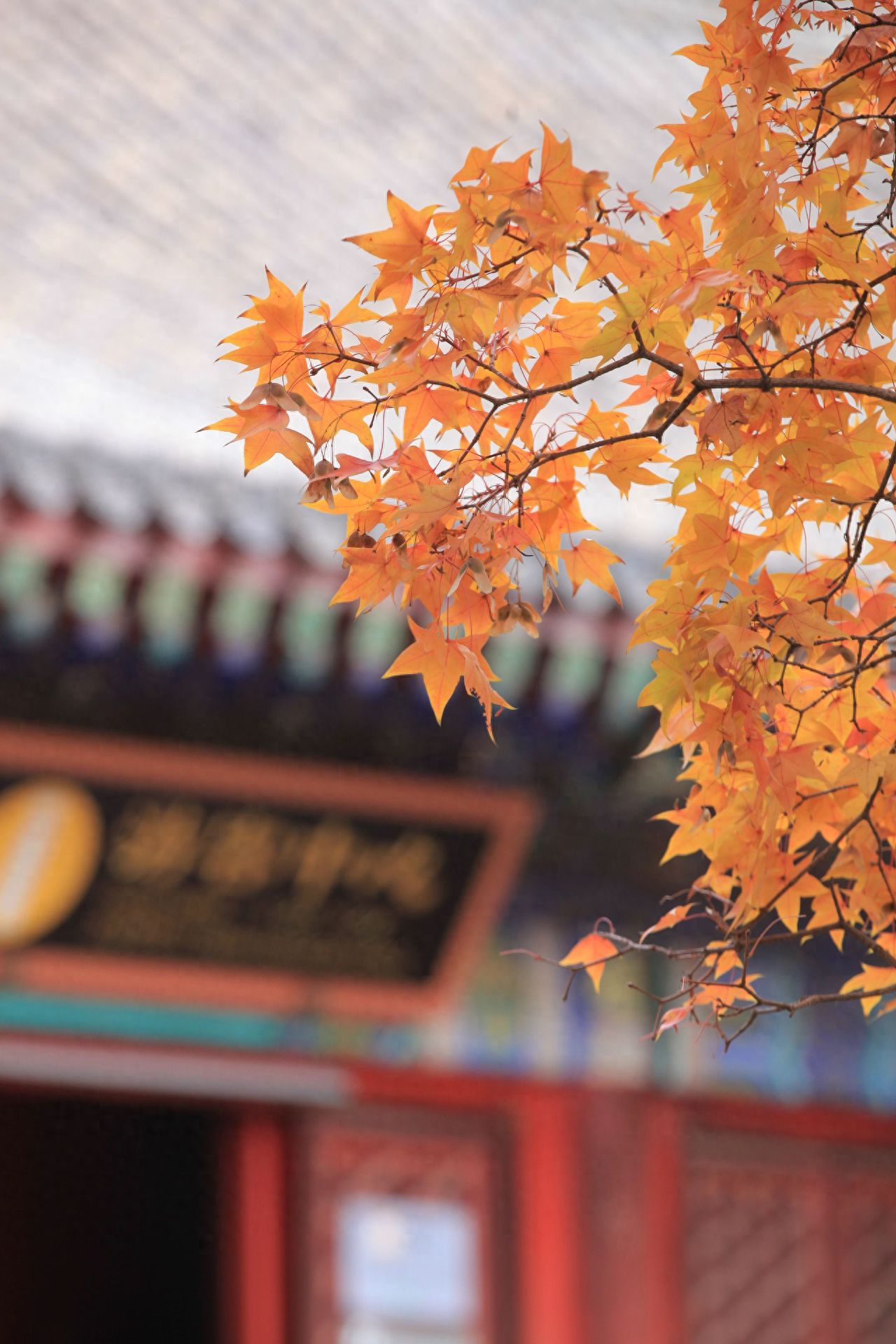 Photo by Beijing Fragrant Hills Park - Inscribed Plaque Building Eaves and Red Maples