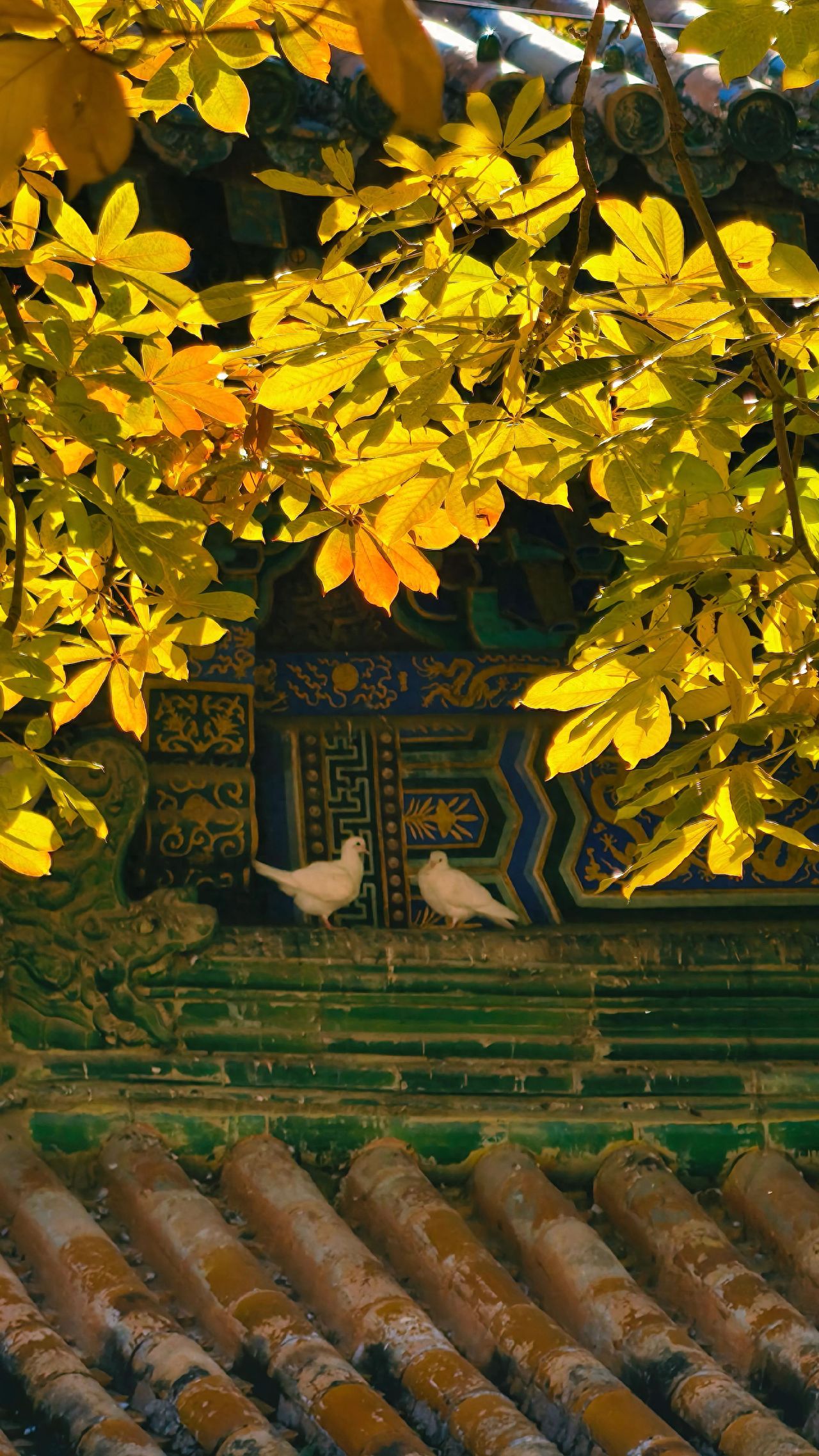 Photo by Tanzhe Temple - Temple architecture captured through ginkgo leaves.
