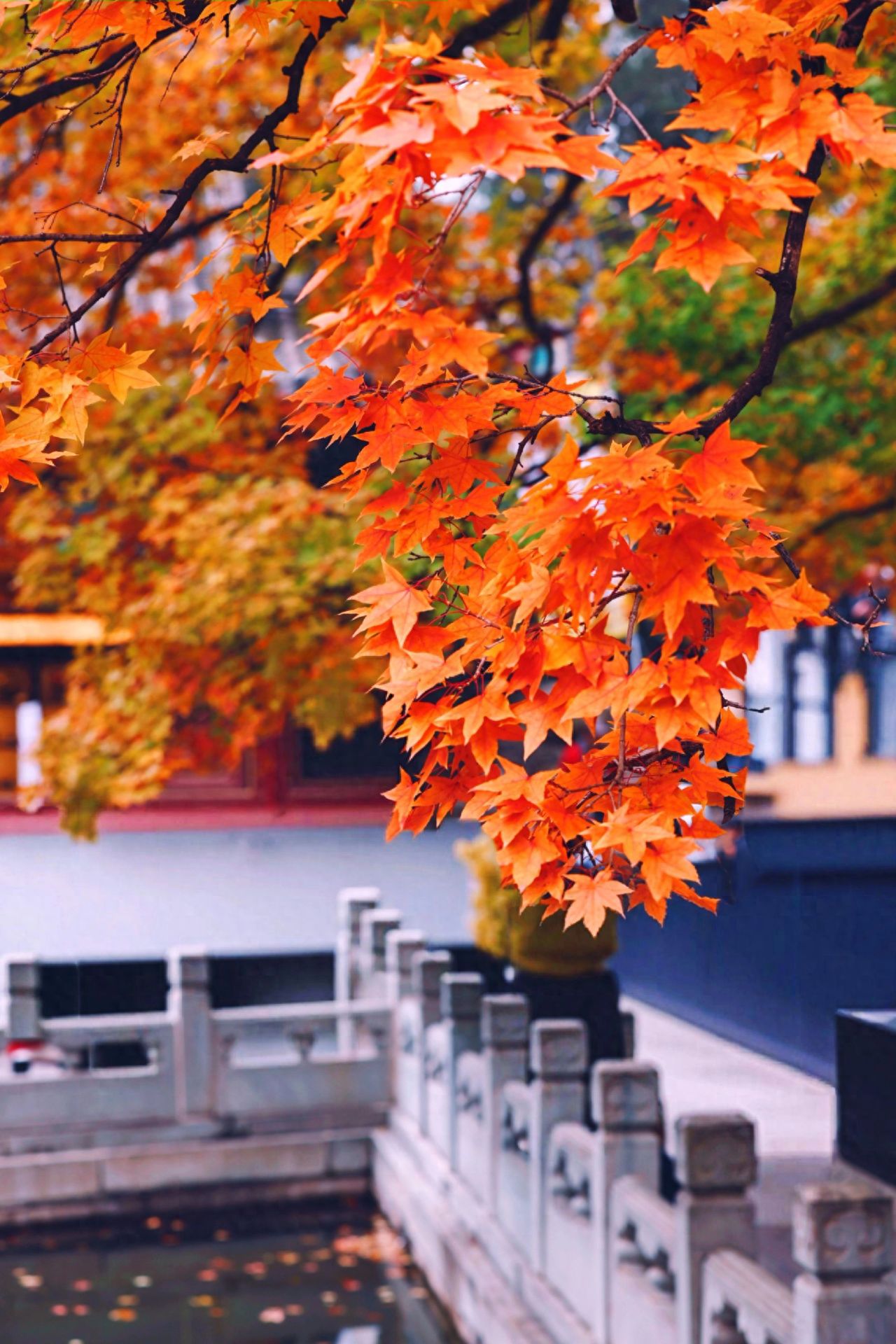 Photo by Beijing Xiangshan Park - Red Leaves and Ancient Architectural Balustrades