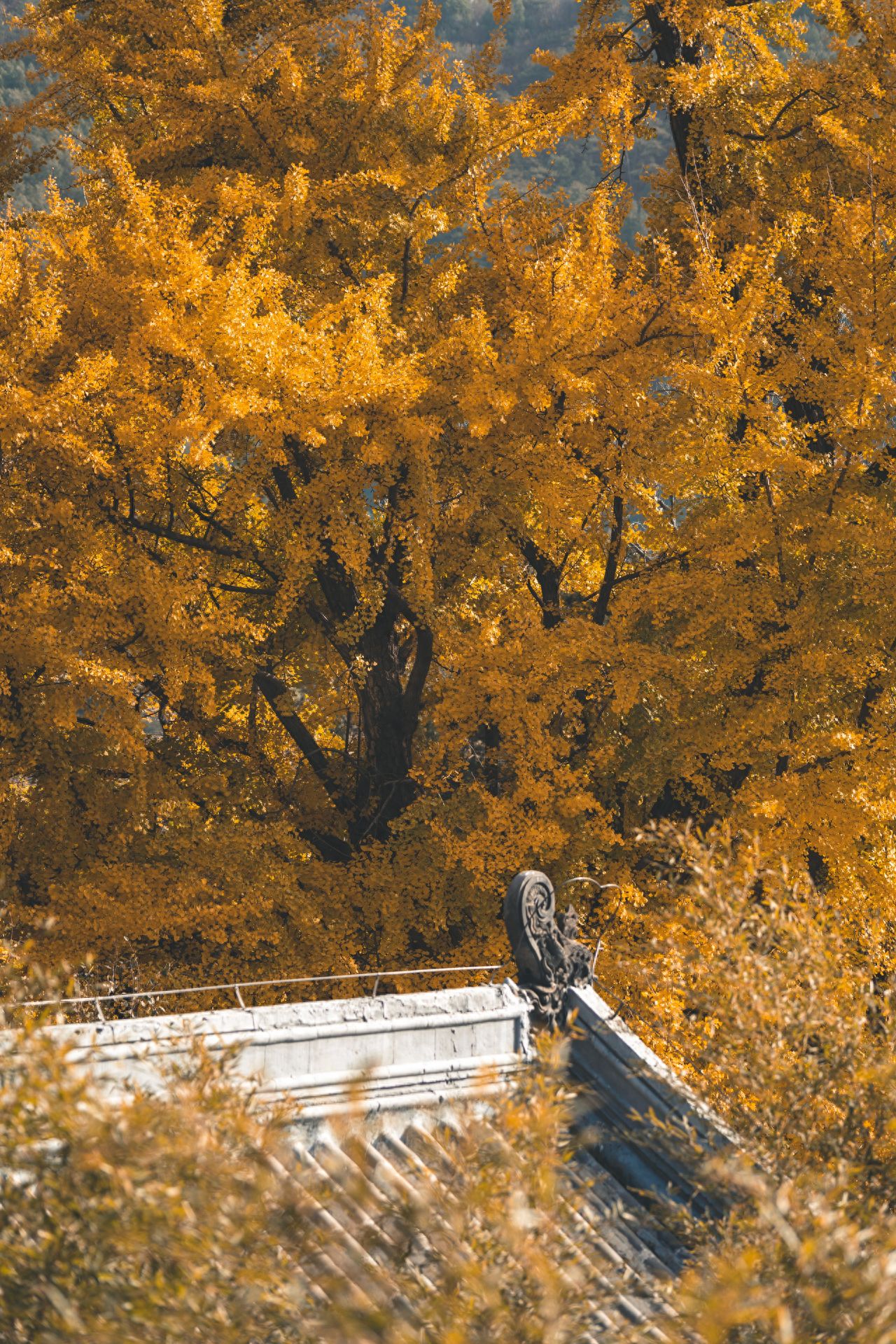 Photo by Tanzhe Temple - The Imperial Tree and Eaves