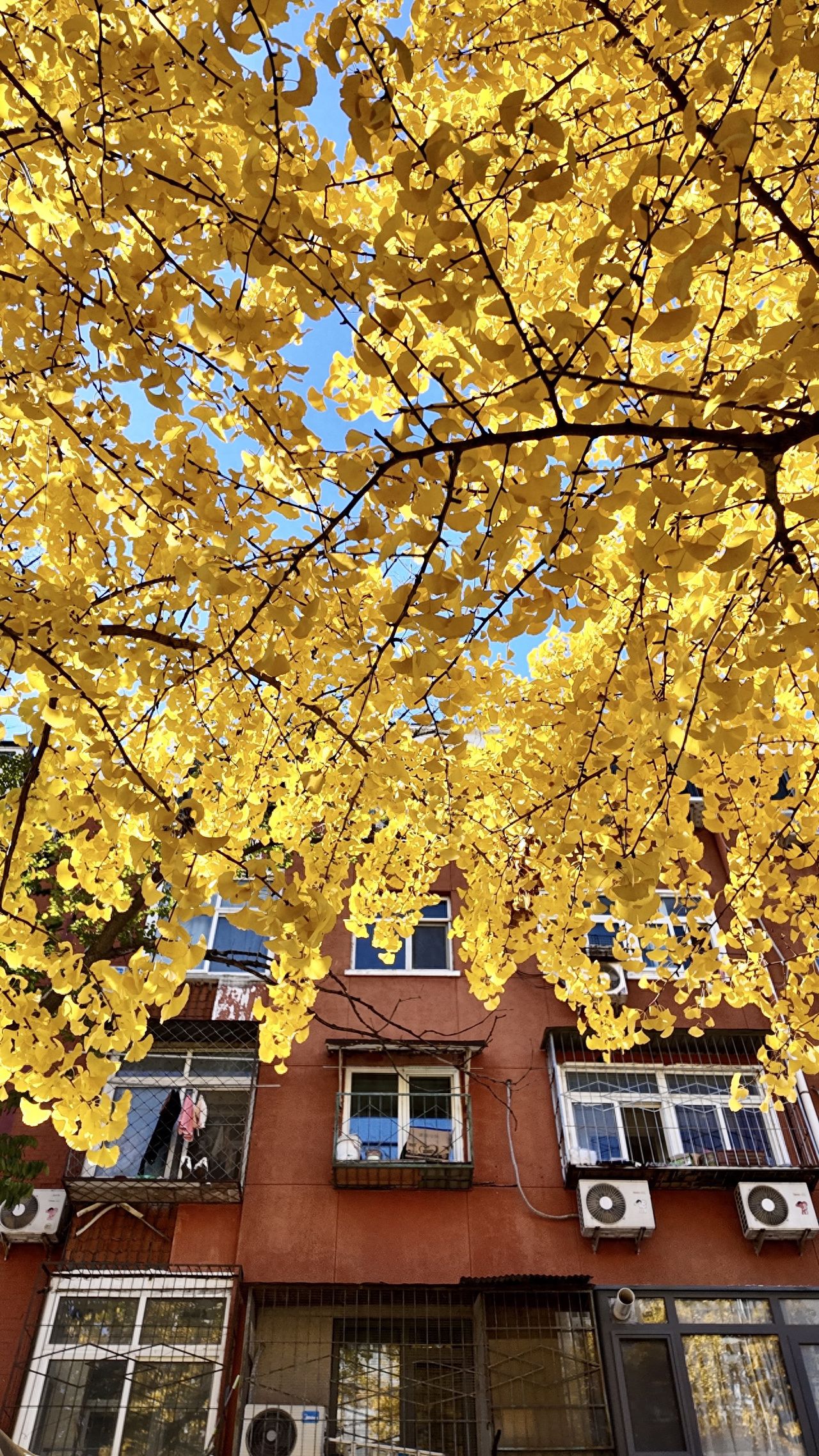 Photo by Beijing May 4th Street - Ginkgo Tree Canopy and Red Brick Architecture