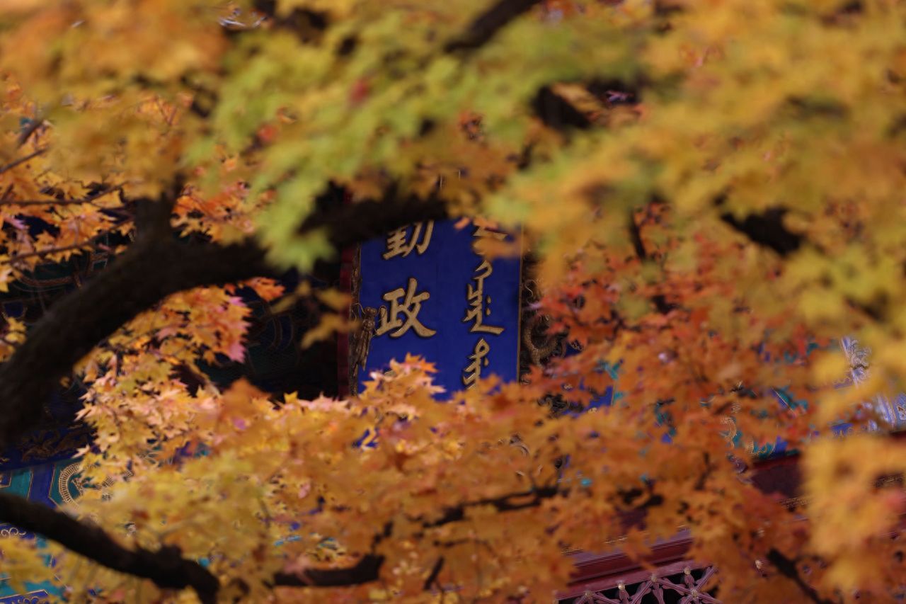 Photo by Beijing Xiangshan Park - Capturing the plaque of Qinzheng Hall through tree branches.