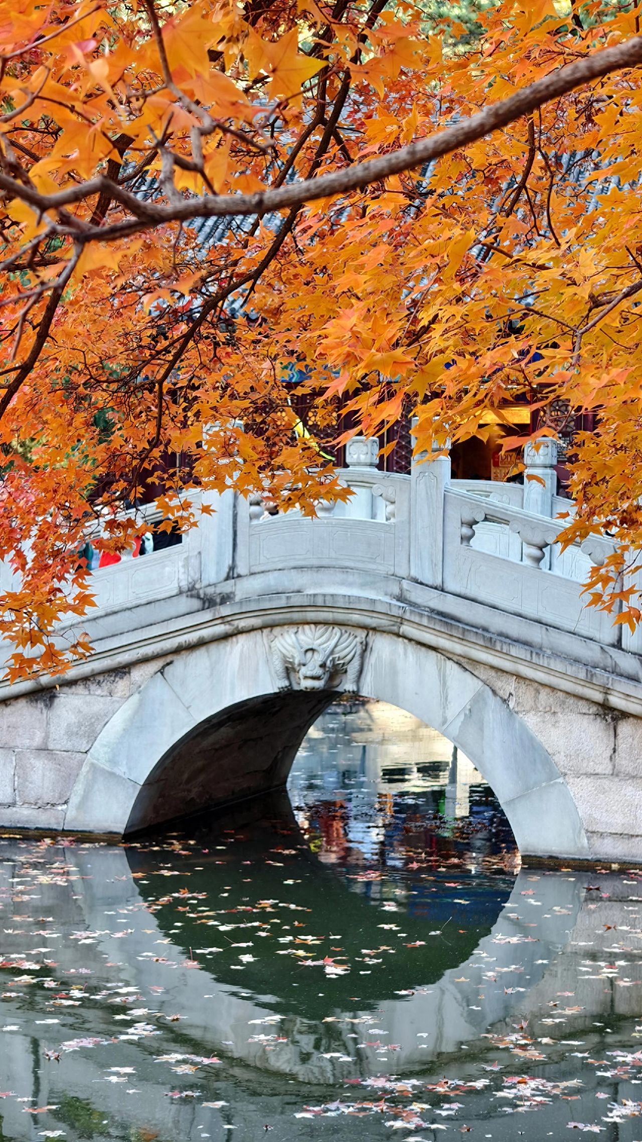 Photo by Beijing Fragrant Hills Park - Water Arch Bridge and Maple Trees