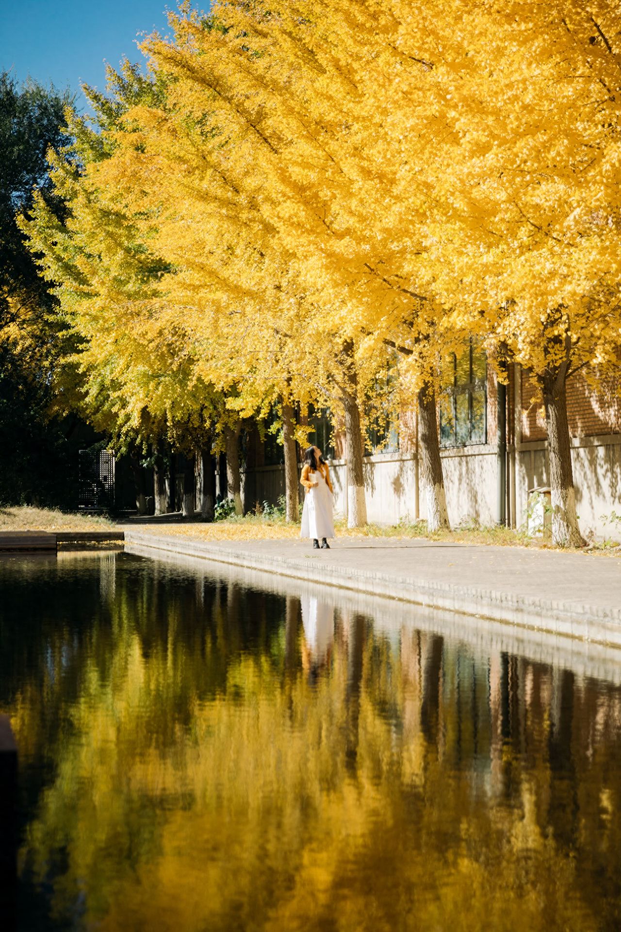 Photo by China Academy of Art's Oil Painting Institute - Ginkgo Trees by the Water