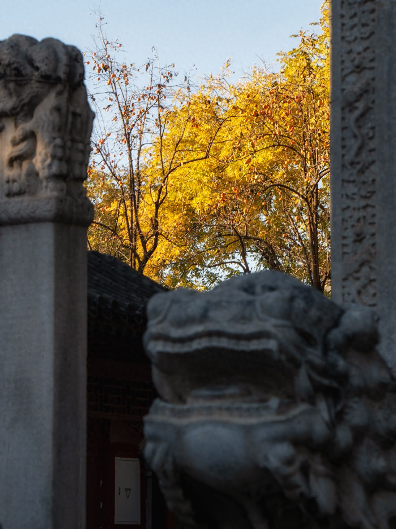 Photo by Beijing Stele Art Museum - Steles and Persimmon Trees