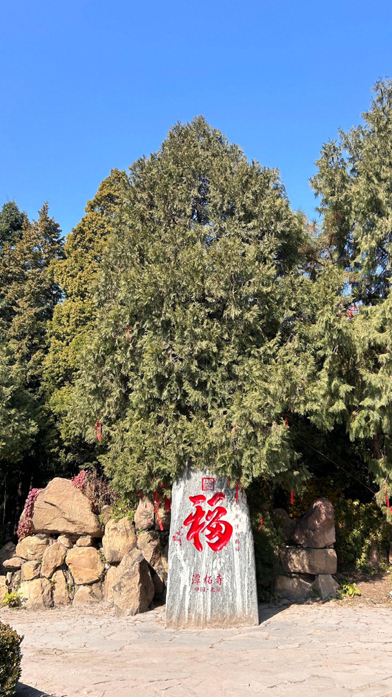 Photo by Tanzhe Temple - Blessing Character Stone Carving with Pine, Cypress, Rocks, and Greenery