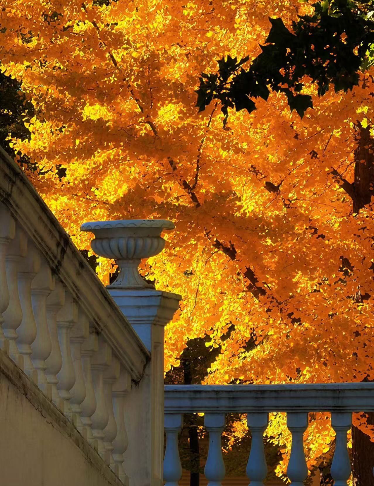 Photo by Liangma River - Ginkgo Forest and White Railings