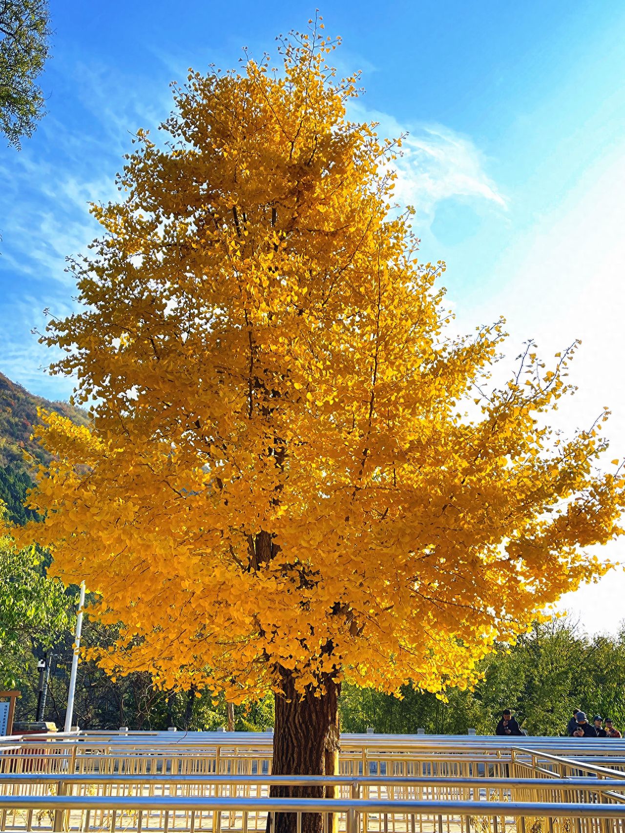 Photo by Tanzhe Temple - Ginkgo Trees and Balustrades