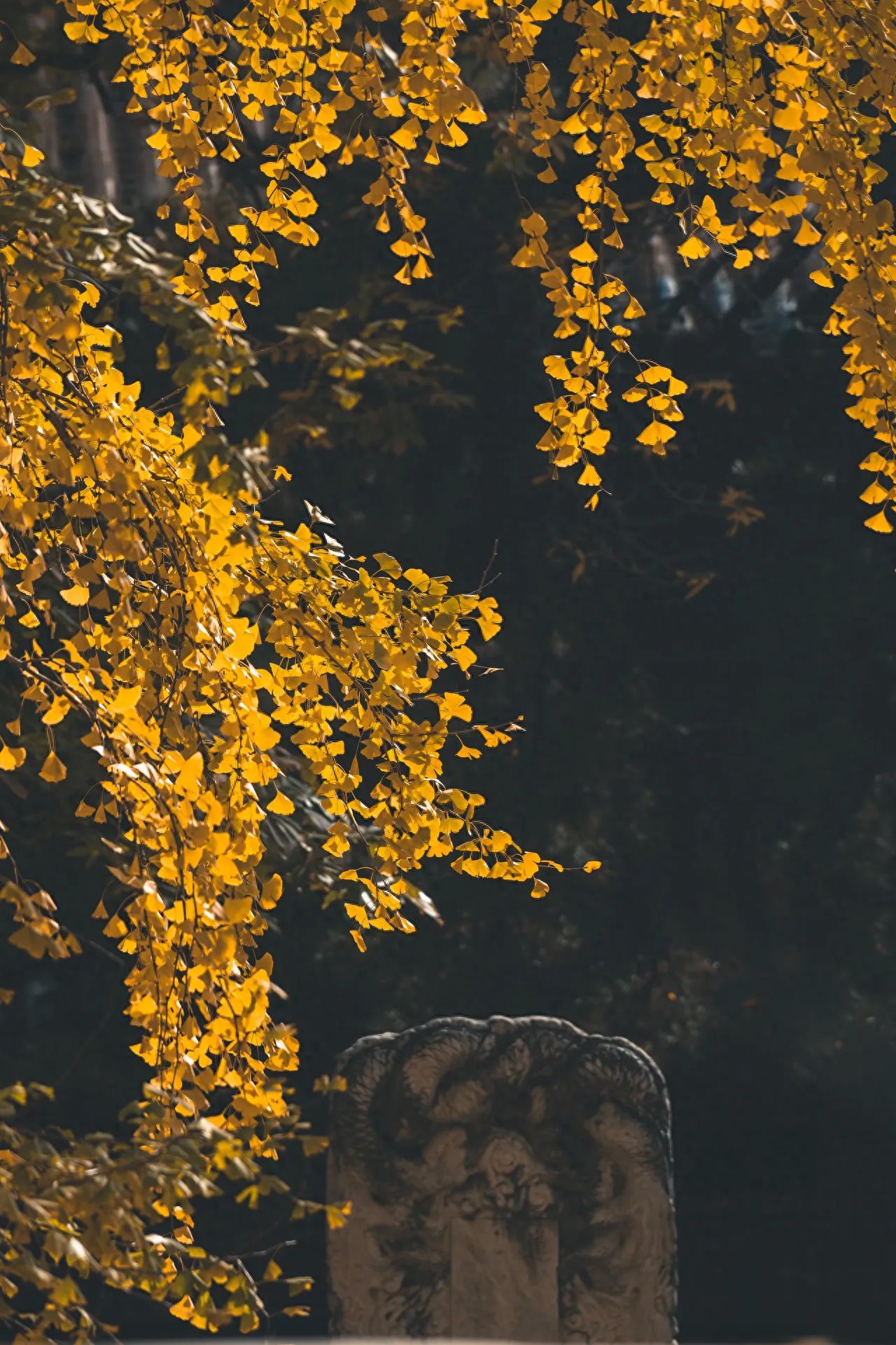 Photo by Tanzhe Temple - Ginkgo Trees and Stone Steles