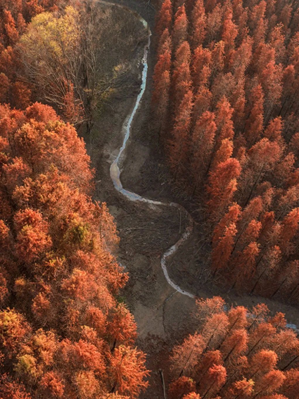 Photo by Xisha Wetland Park – Aerial View of Dawn Redwood Forest and Winding Path