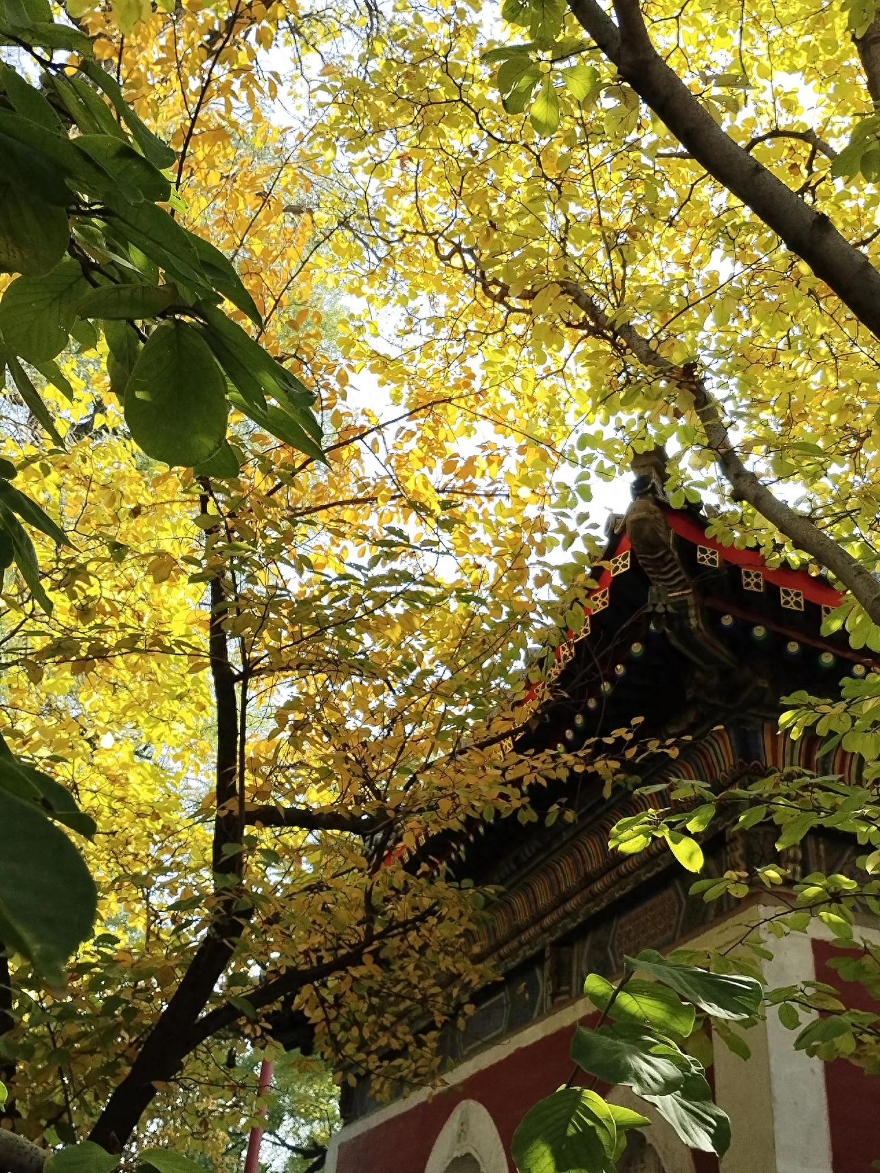 Photo by Beijing Wanshou Temple - Capturing the Eaves Through Ginkgo Leaves
