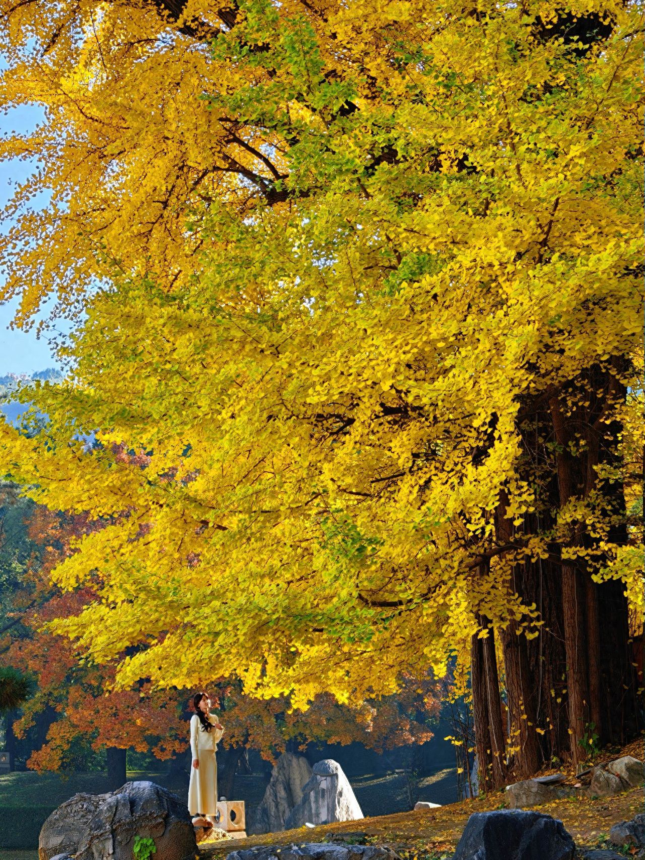 Photo by Fragrance Hill Park - Take a photo with autumn trees and huge rocks.
