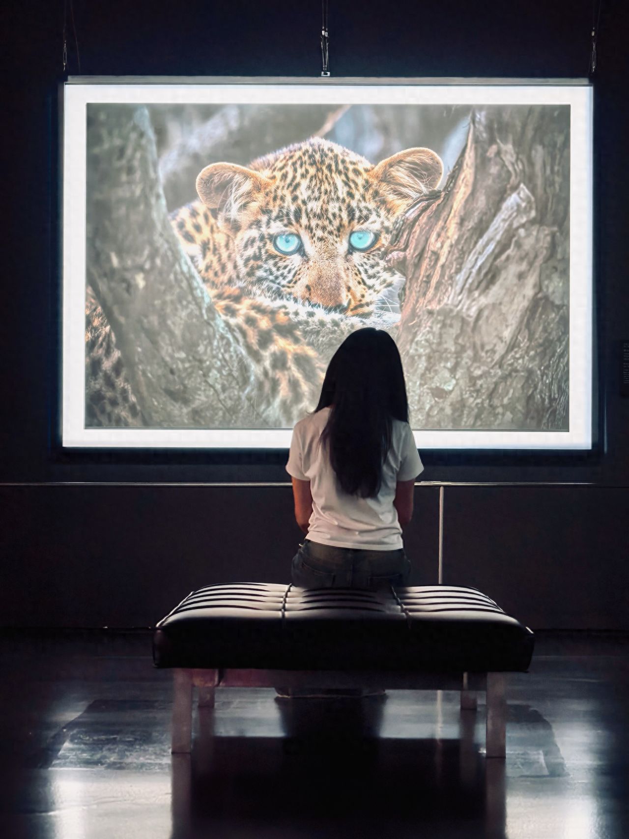 Photo by Luo Hong Photography Art Museum - Leopard Photo Wall
