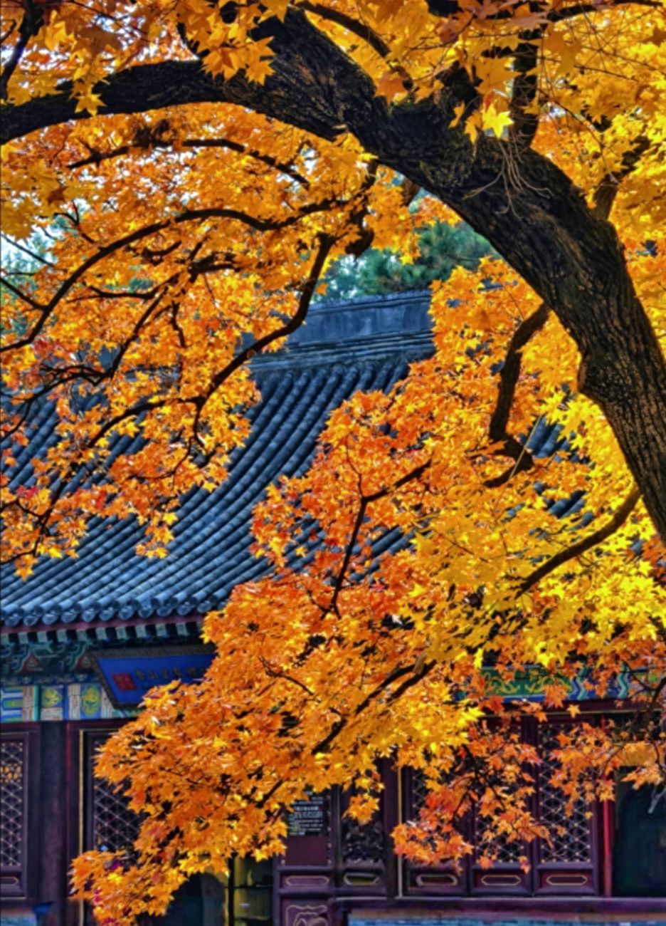 Photo by Beijing Xiangshan Park - Architectural Roof Plaque, Trees