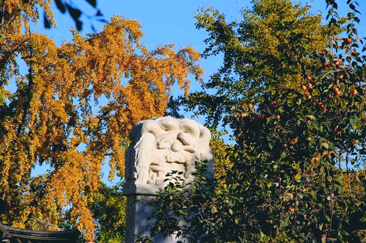 Photo by Beijing Stone Carving Art Museum - Carved Steles and Ginkgo Trees